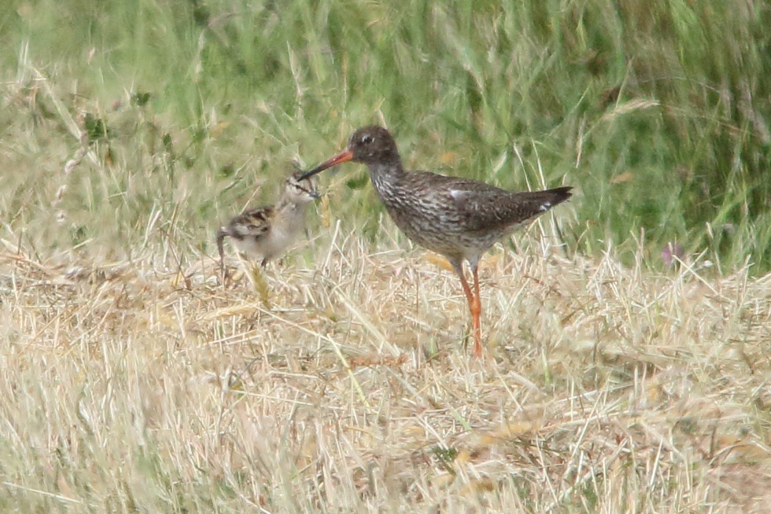 chevalier_gambette_-_tringa_totanus11md