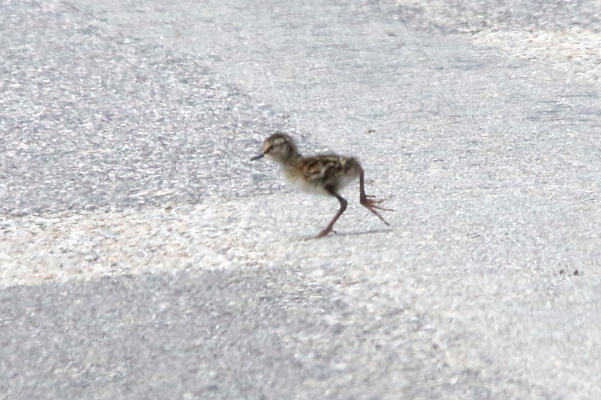 chevalier_gambette_-_tringa_totanus12md