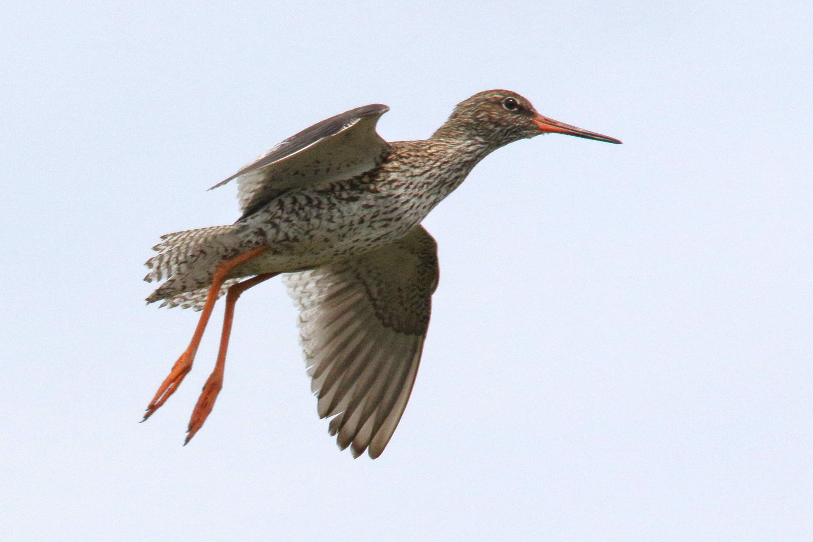 chevalier_gambette_-_tringa_totanus13md