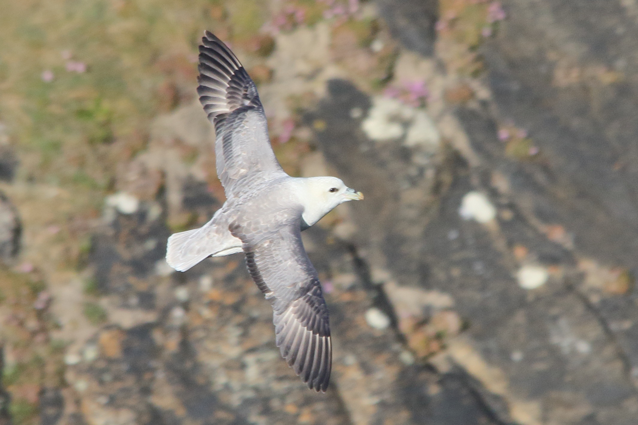 fulmar_boreal_-_fulmarus_glacialis12md