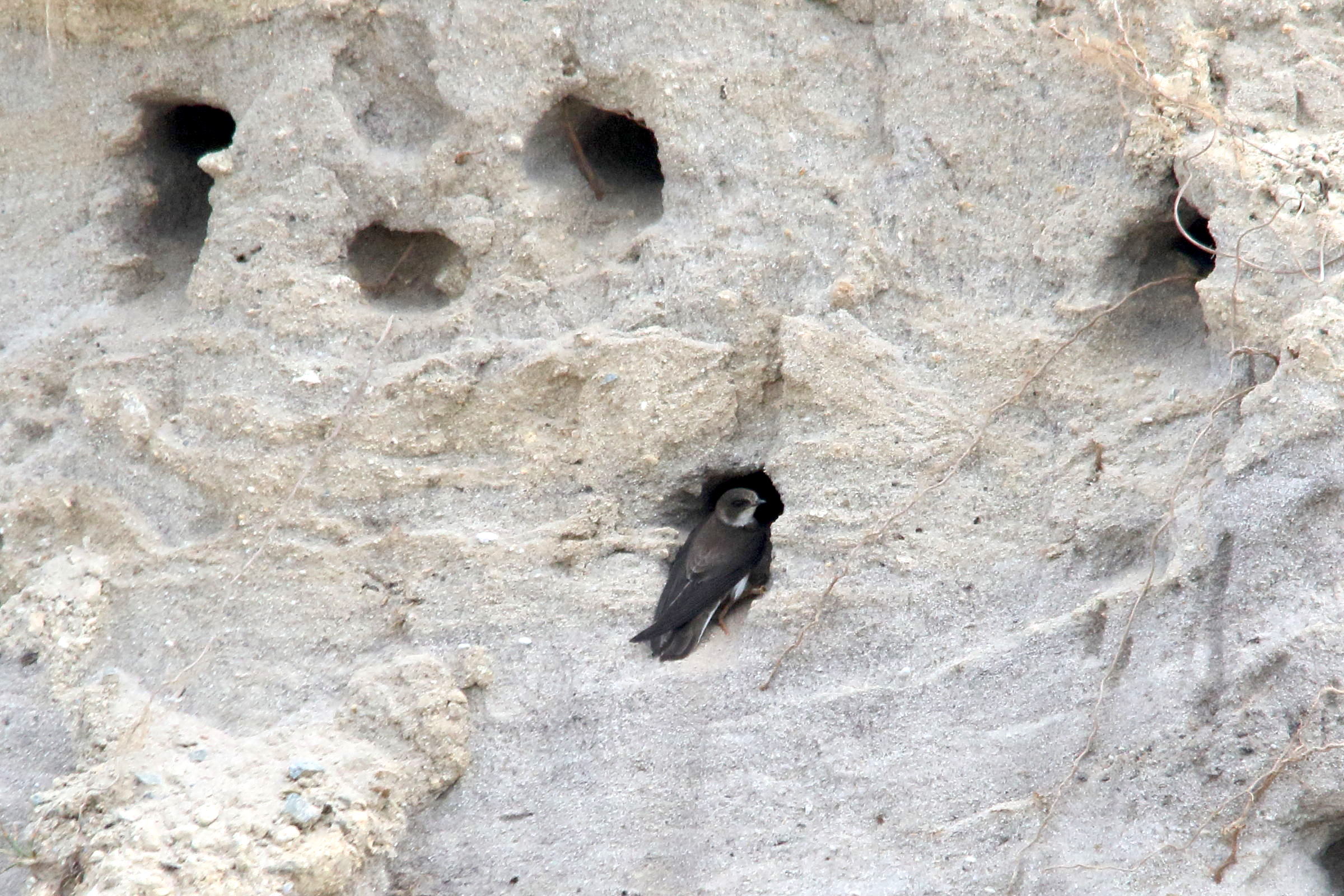 hirondelle_de_rivage_-_riparia_riparia7md