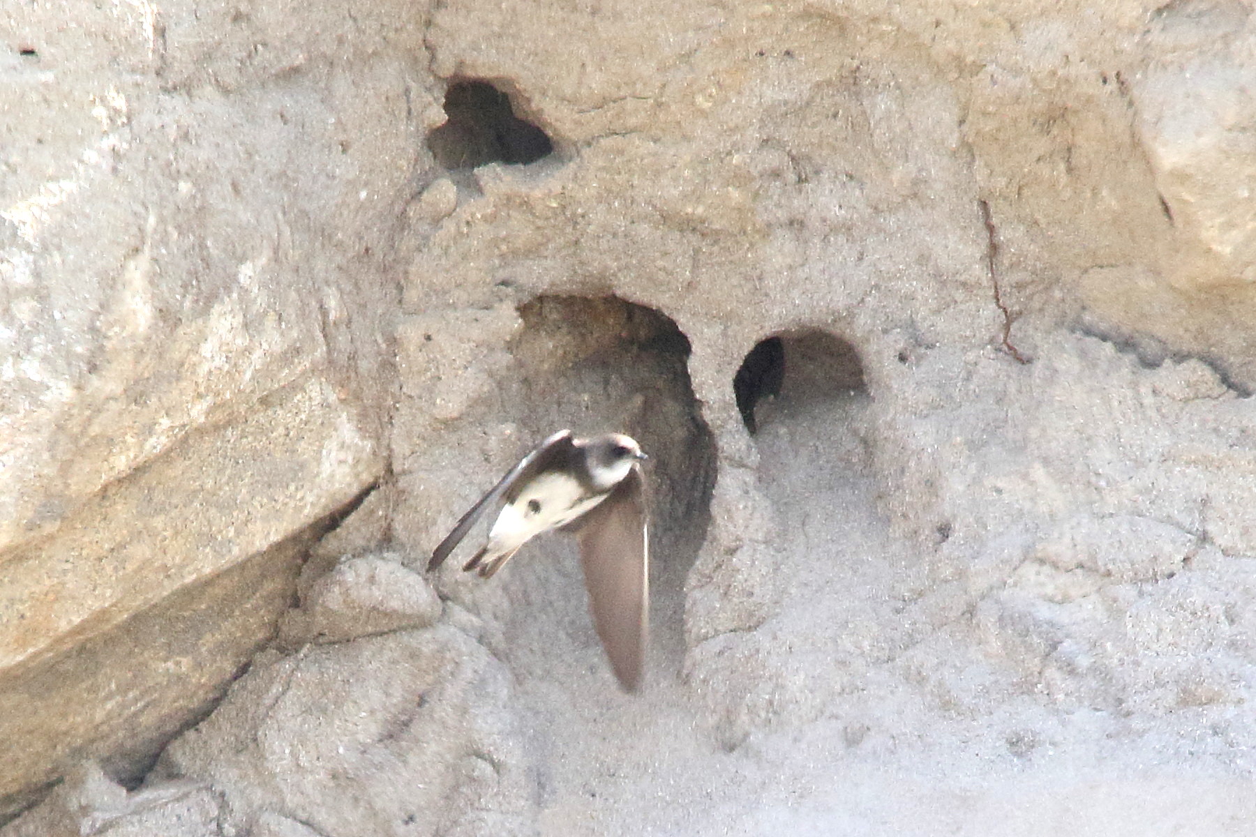 hirondelle_de_rivage_-_riparia_riparia8md