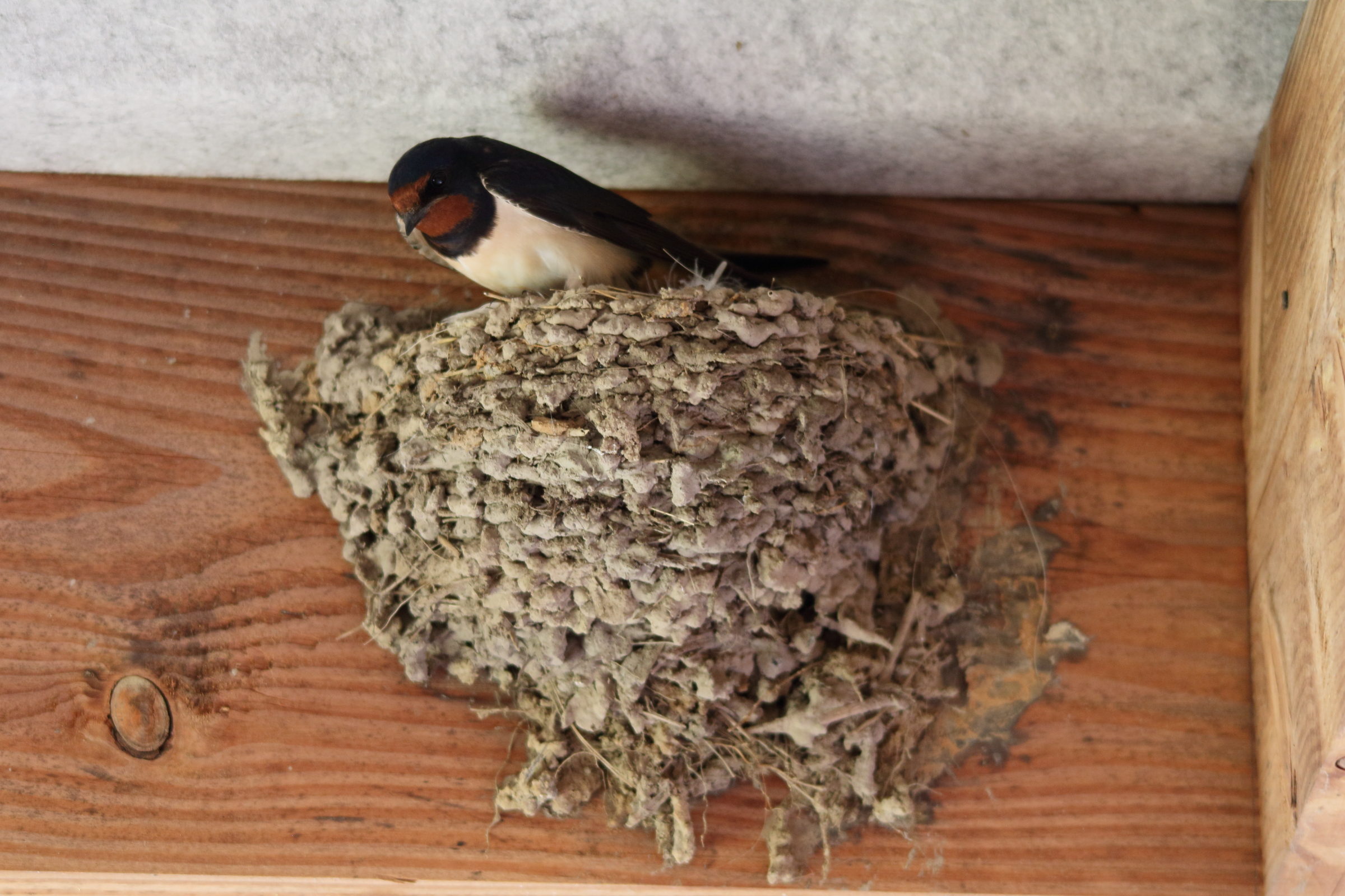 hirondelle_rustique_-_hirundo_rustica13md