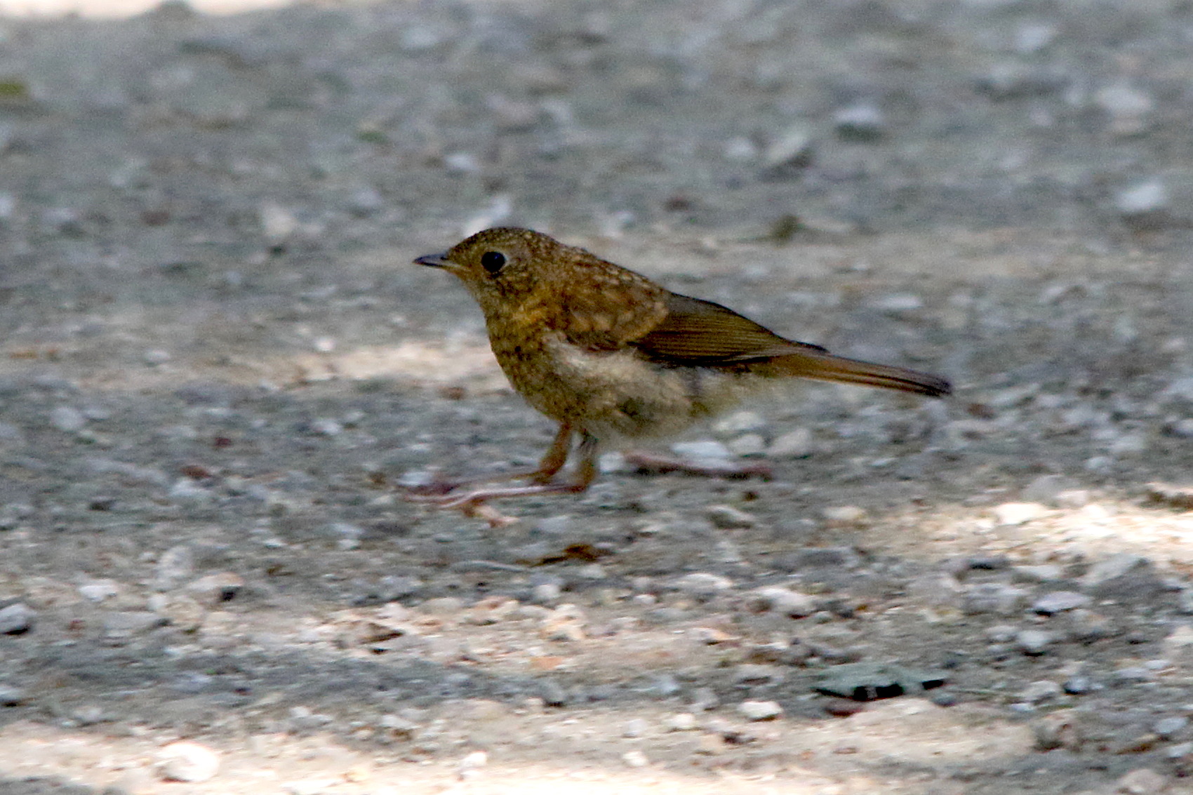 rougegorge_familier_-_erithacus_rubecula11md