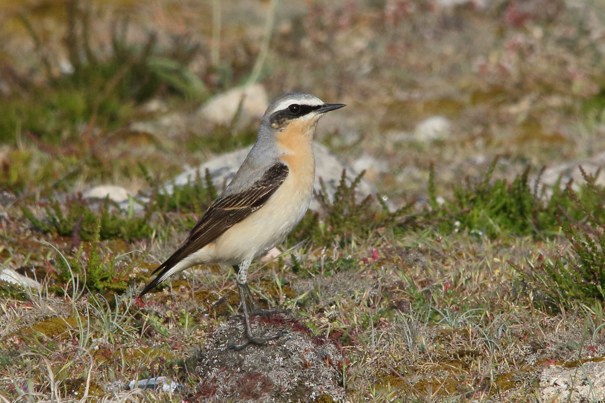 traquet_motteux_-_oenanthe_oenanthe3md