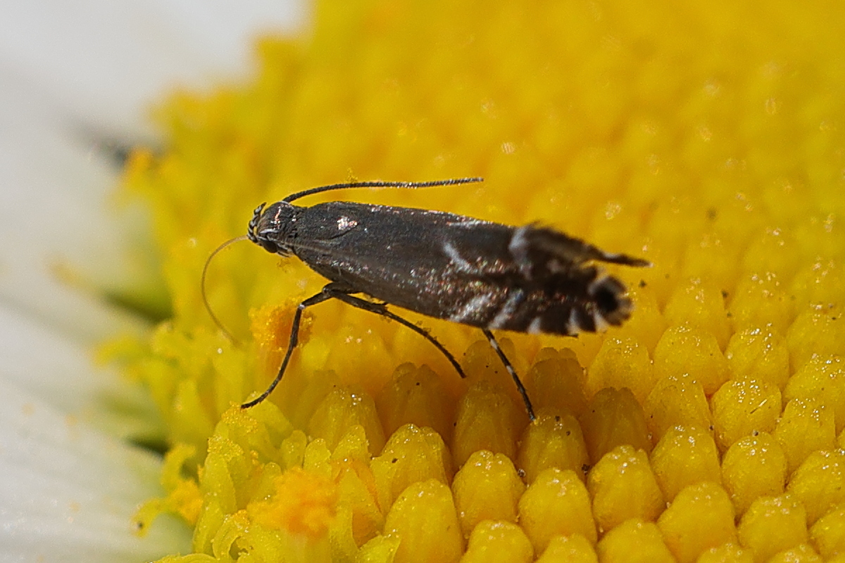 Afficher le média glyphipterix_simpliciella1md glyphipterix_simpliciella1md