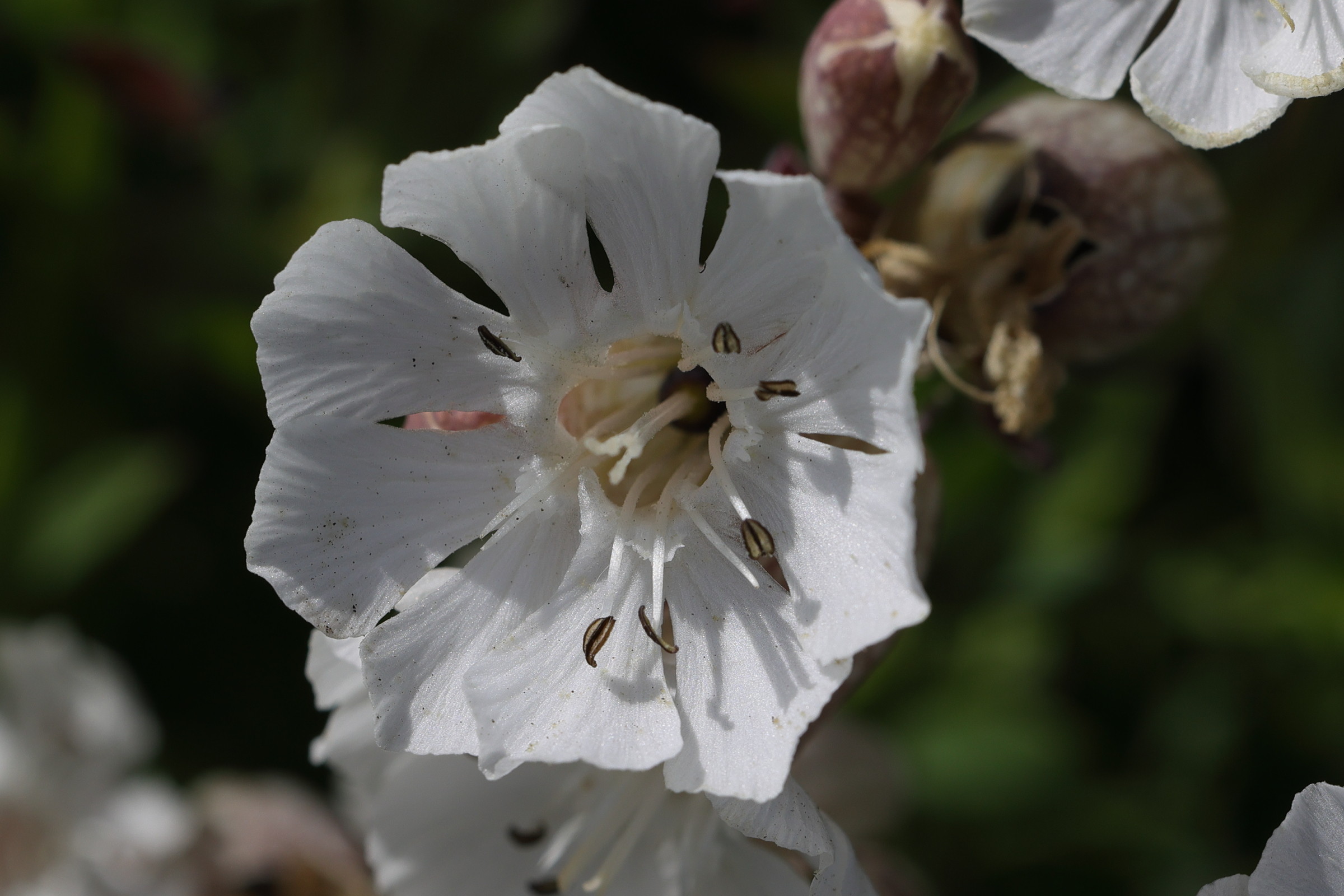 silene_uniflora_uniflora1md