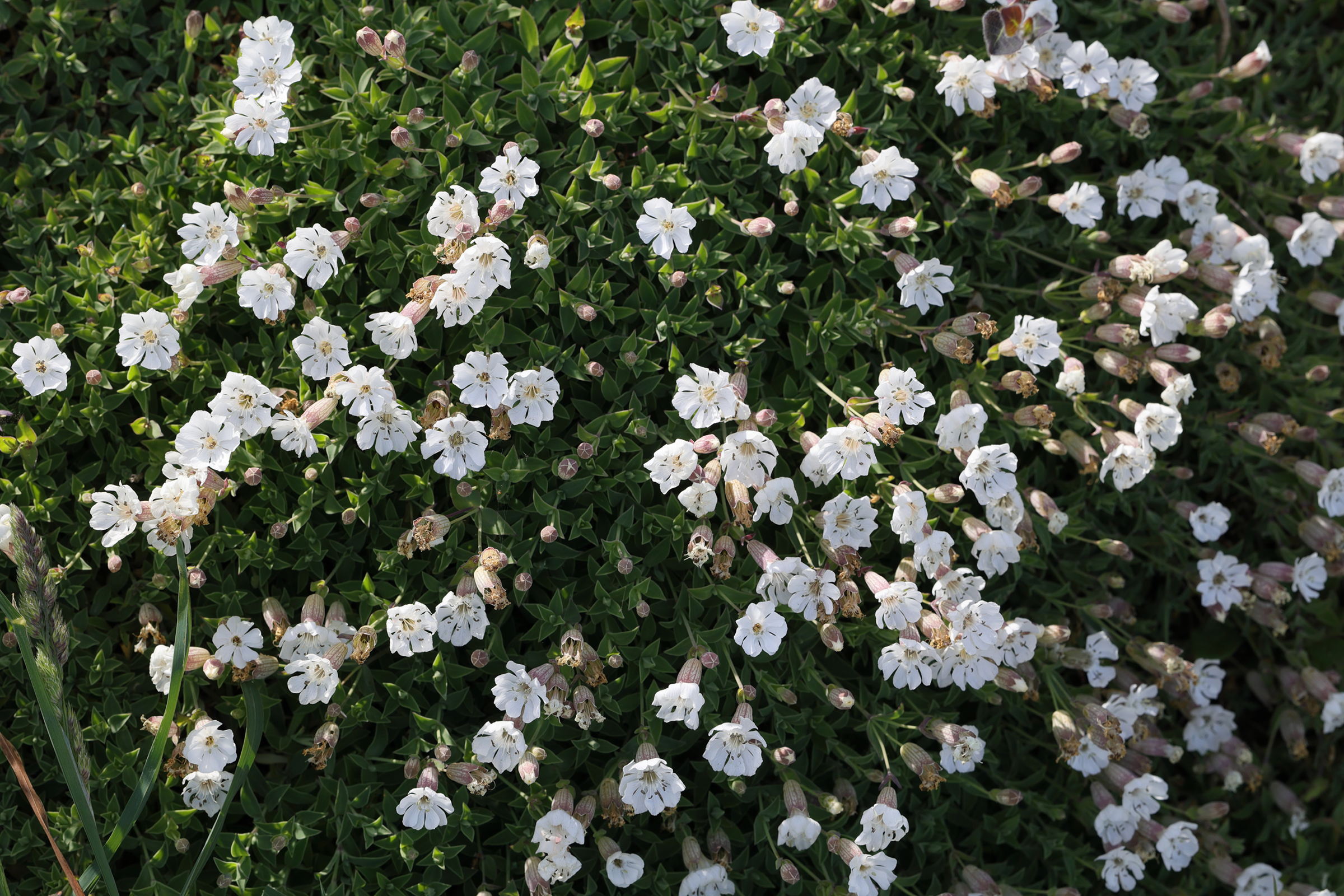 silene_uniflora_uniflora2md