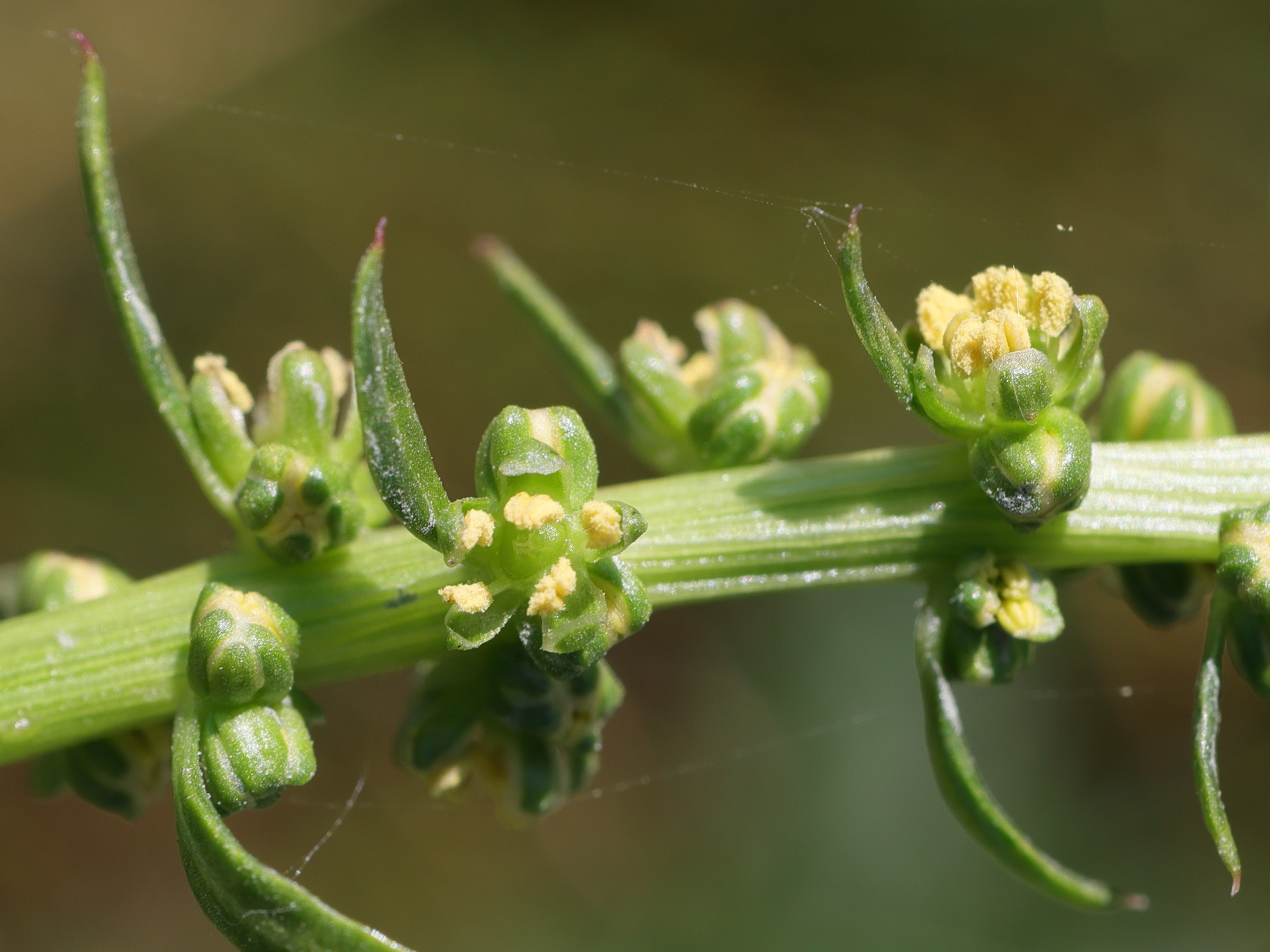 Afficher le média beta_maritima7md beta_maritima7md