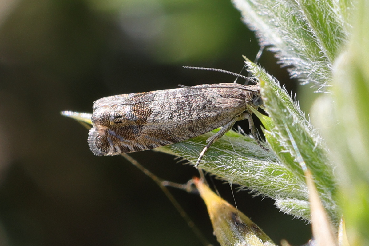 dichrorampha_plumbana1md