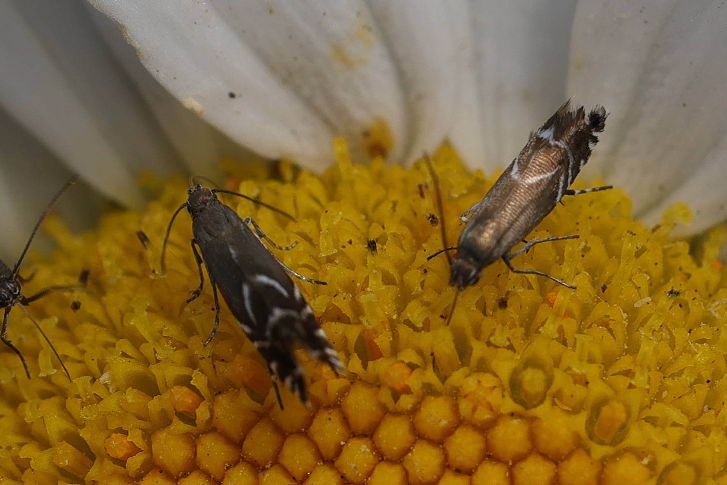 Afficher le média glyphipterix_simpliciella2md glyphipterix_simpliciella2md