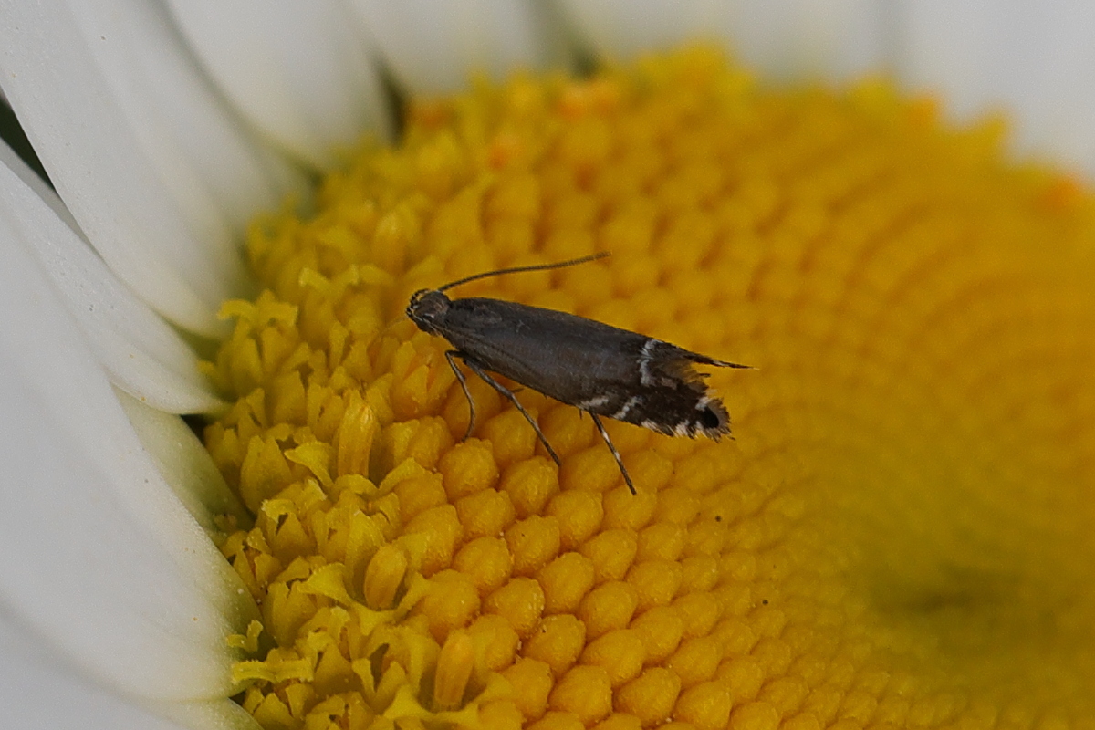 Afficher le média glyphipterix_simpliciella3md glyphipterix_simpliciella3md