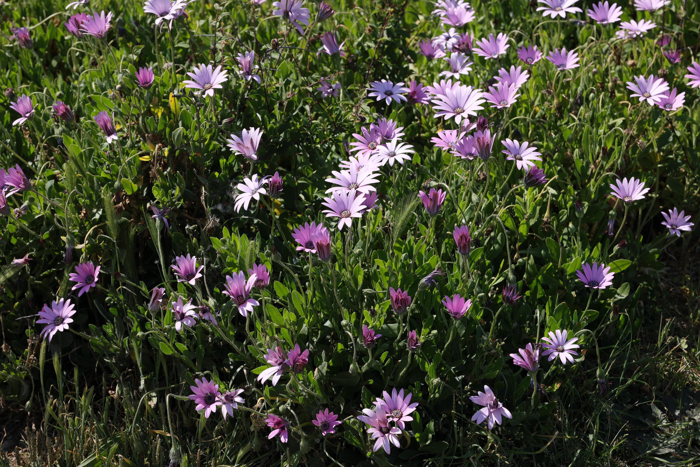 osteospermum_ecklonis1md
