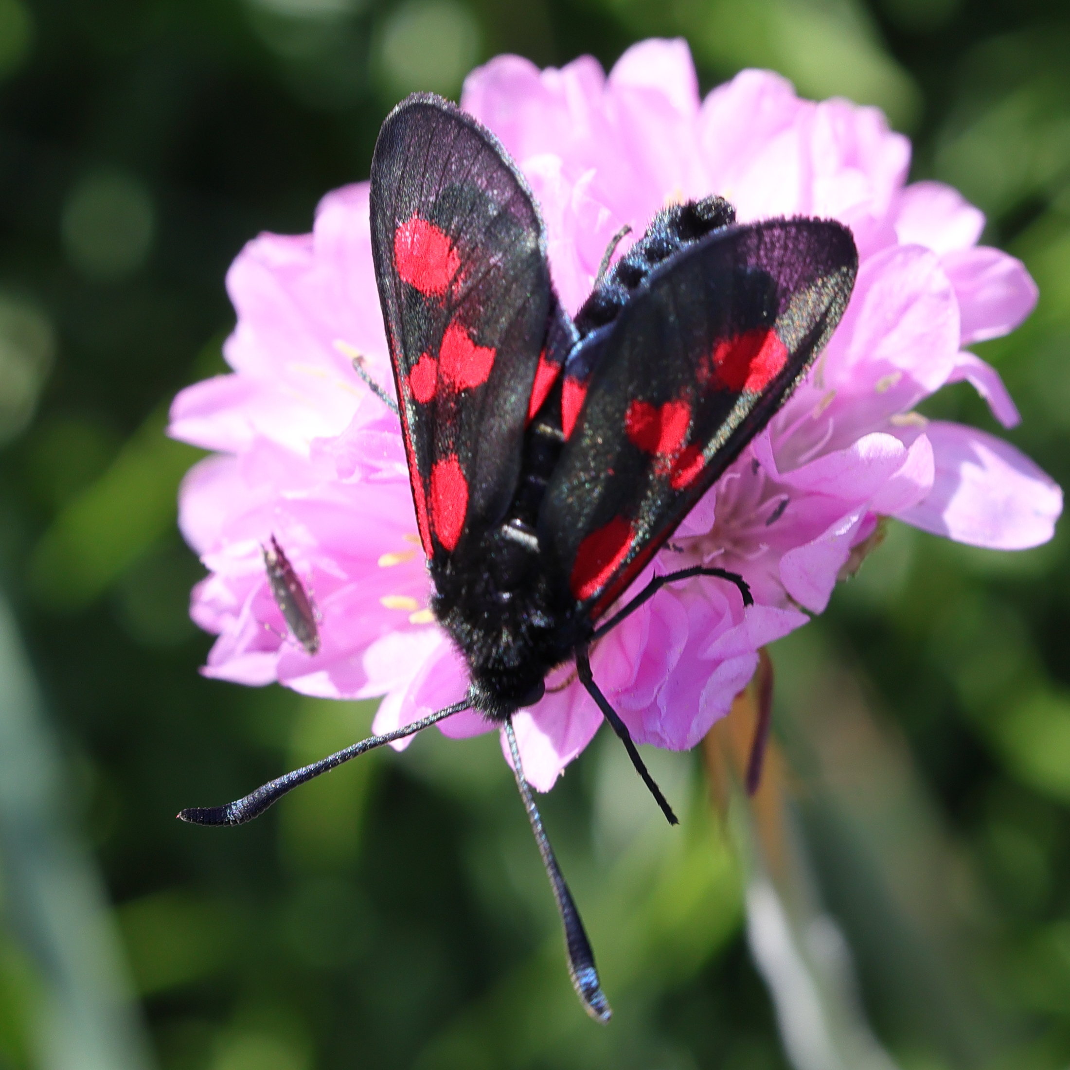 zygaena_trifolii9md