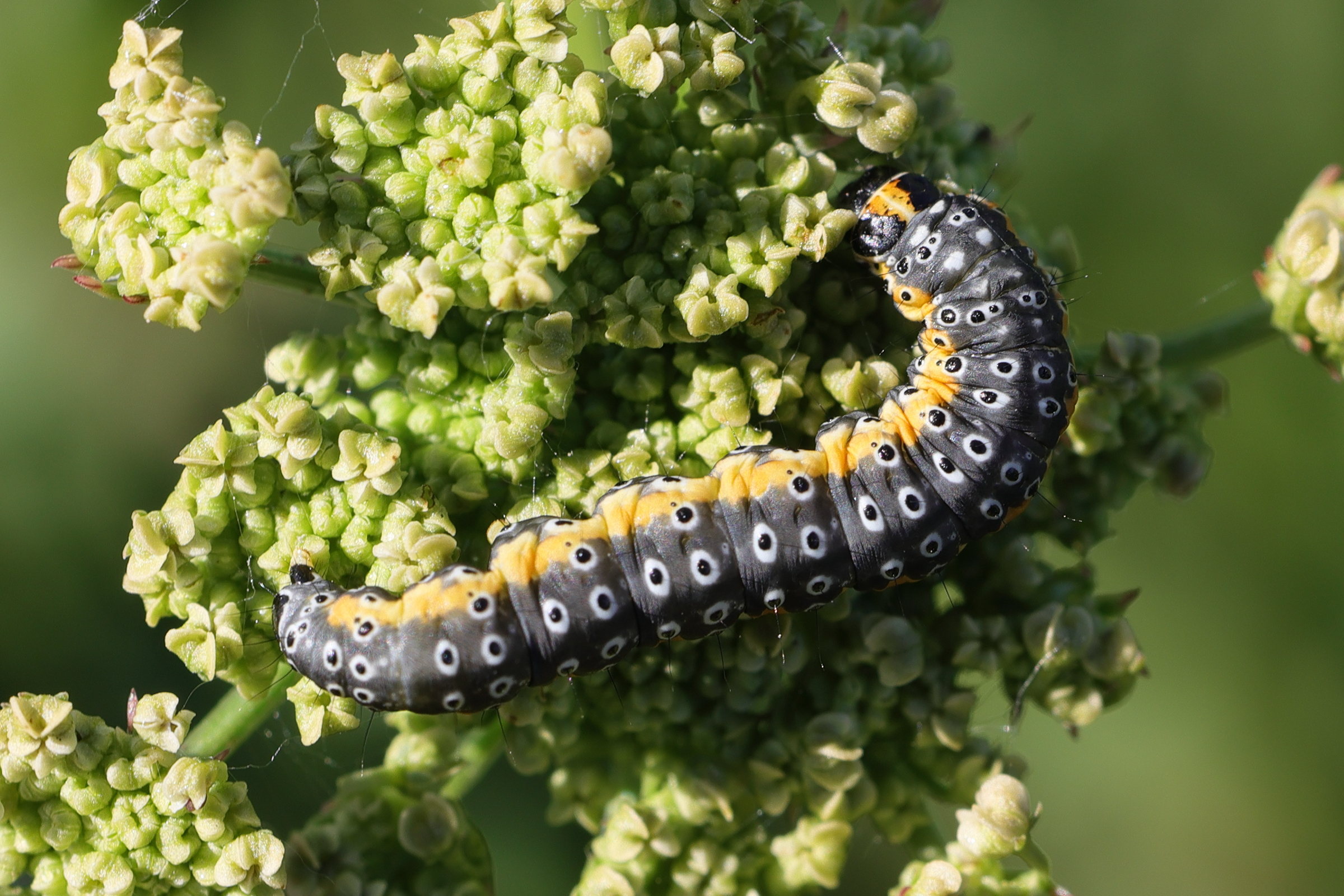 Afficher le média depressaria_daucella_ch1md depressaria_daucella_ch1md