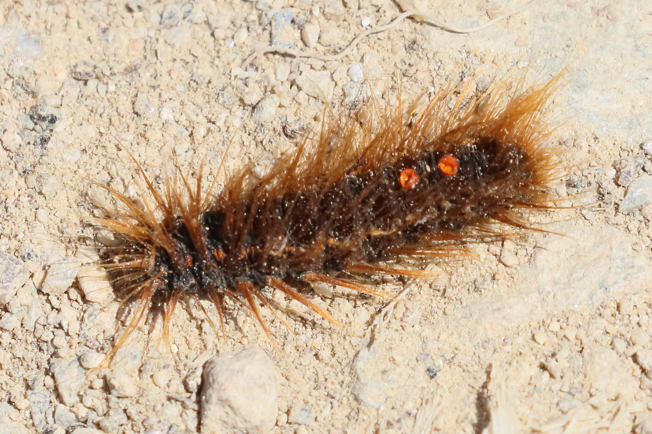 euproctis_chrysorrhea_ch9bd