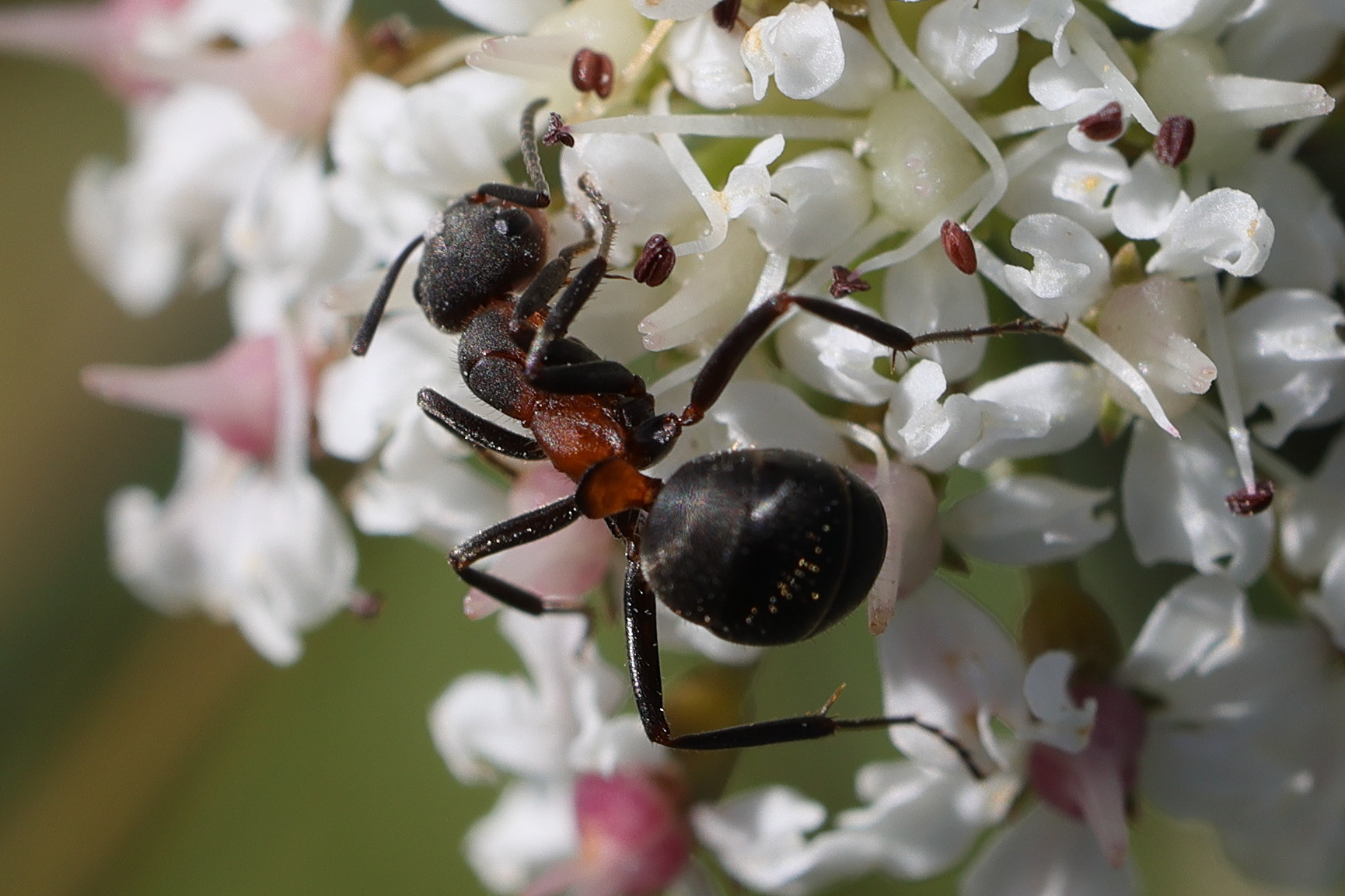 formica_pratensis1md