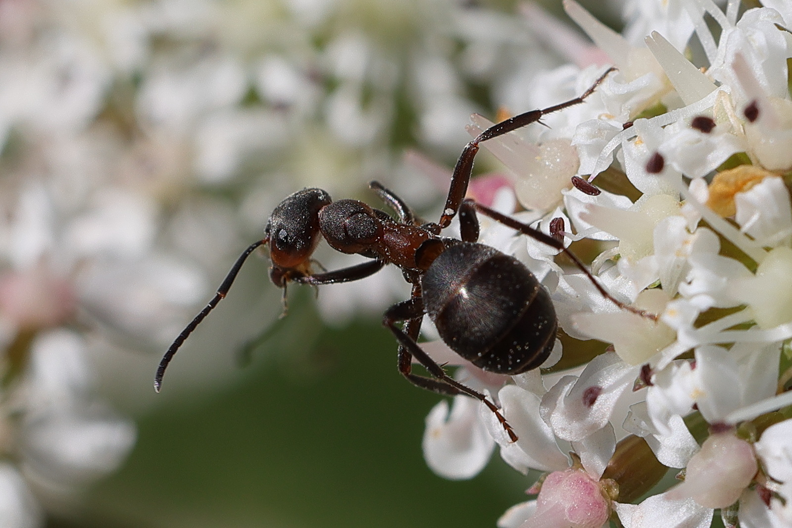 formica_pratensis2md