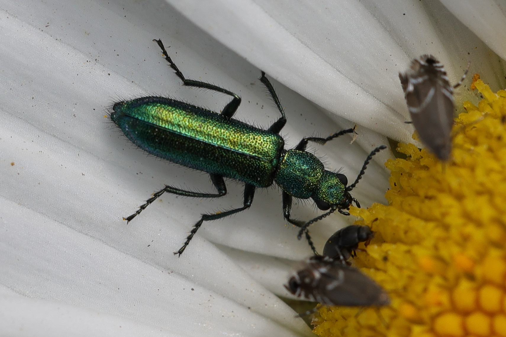 oedemera_nobilis2md