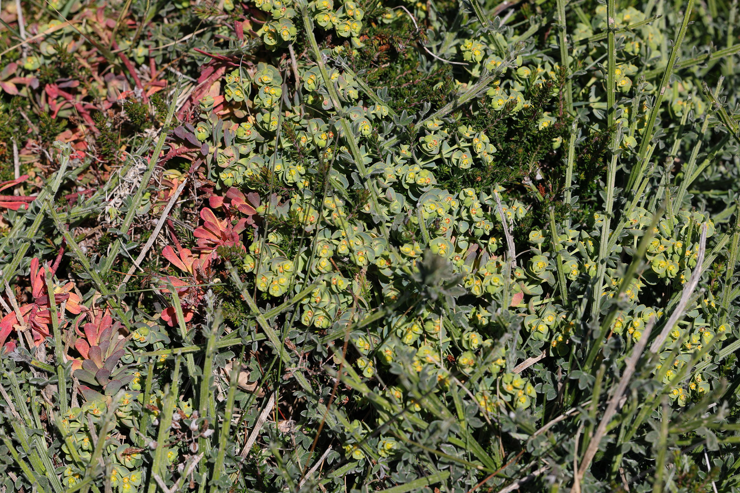 Afficher le média euphorbia_segetalis_portlandica1md euphorbia_segetalis_portlandica1md