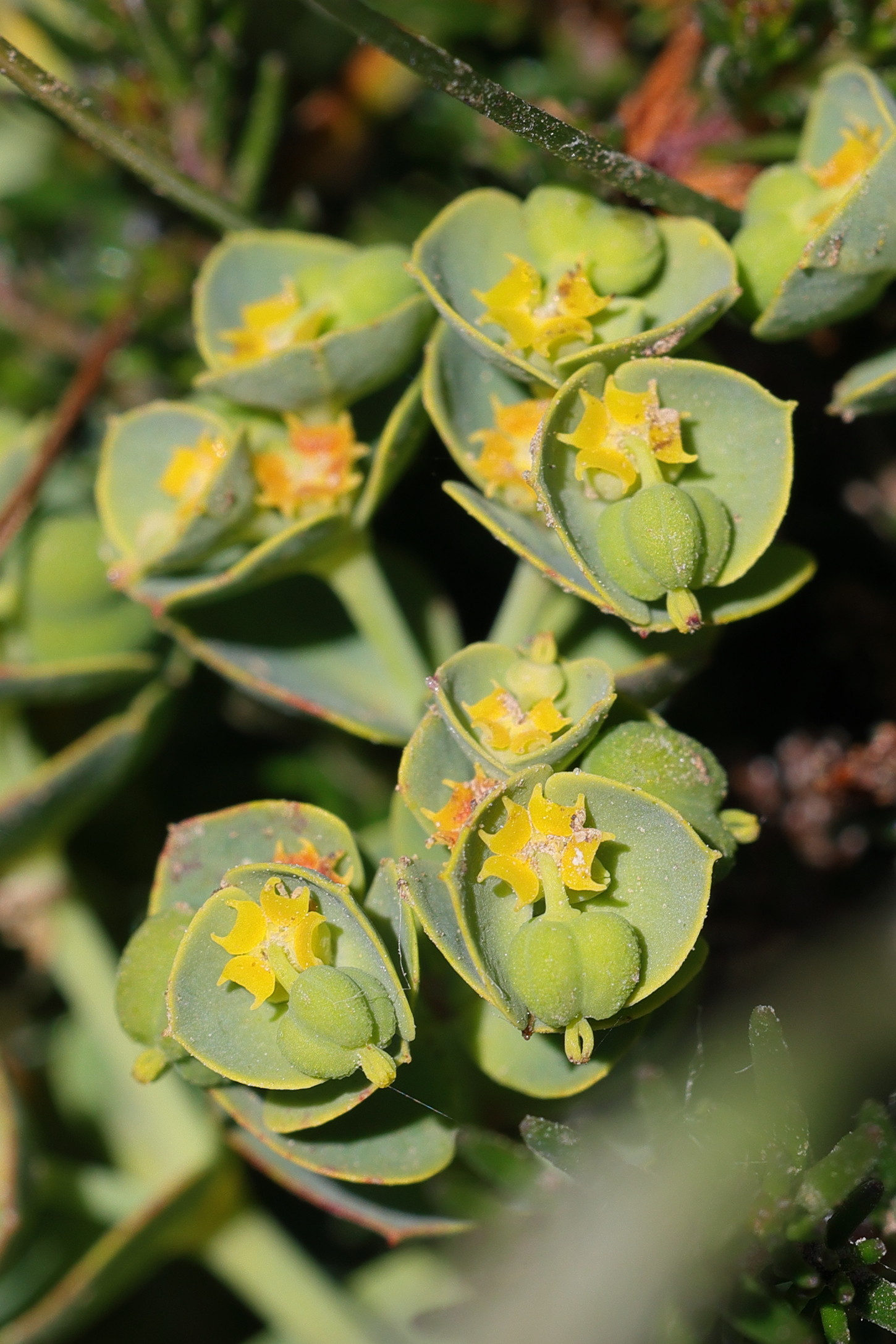 Afficher le média euphorbia_segetalis_portlandica2md euphorbia_segetalis_portlandica2md