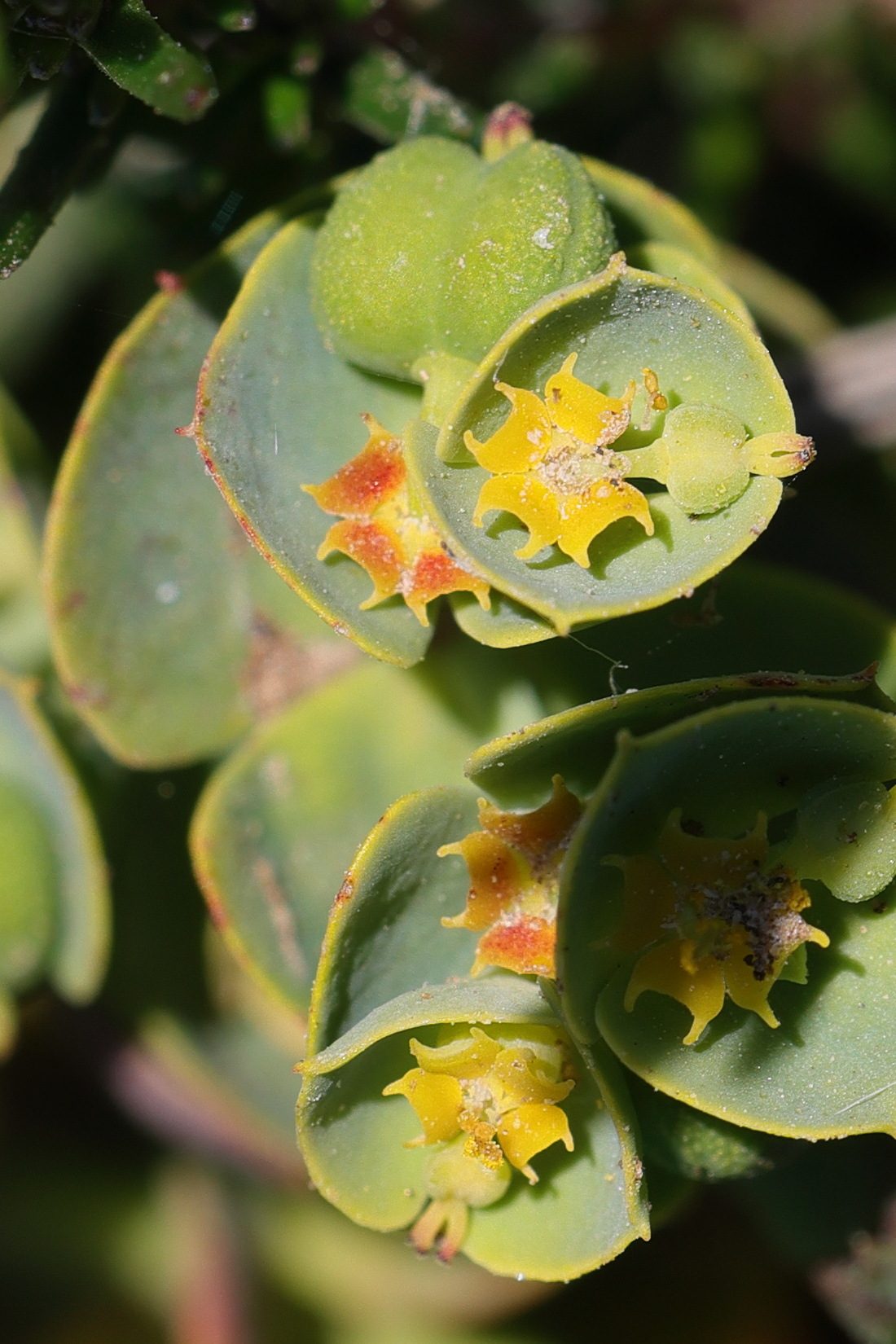 Afficher le média euphorbia_segetalis_portlandica3md euphorbia_segetalis_portlandica3md