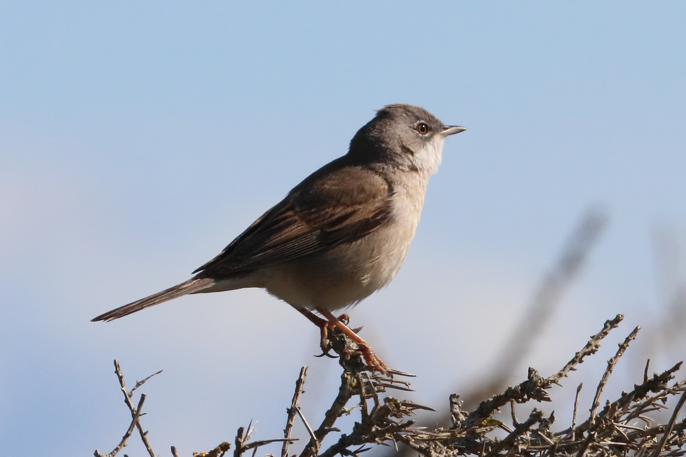 fauvette_grisette_-_curruca_communis1bd