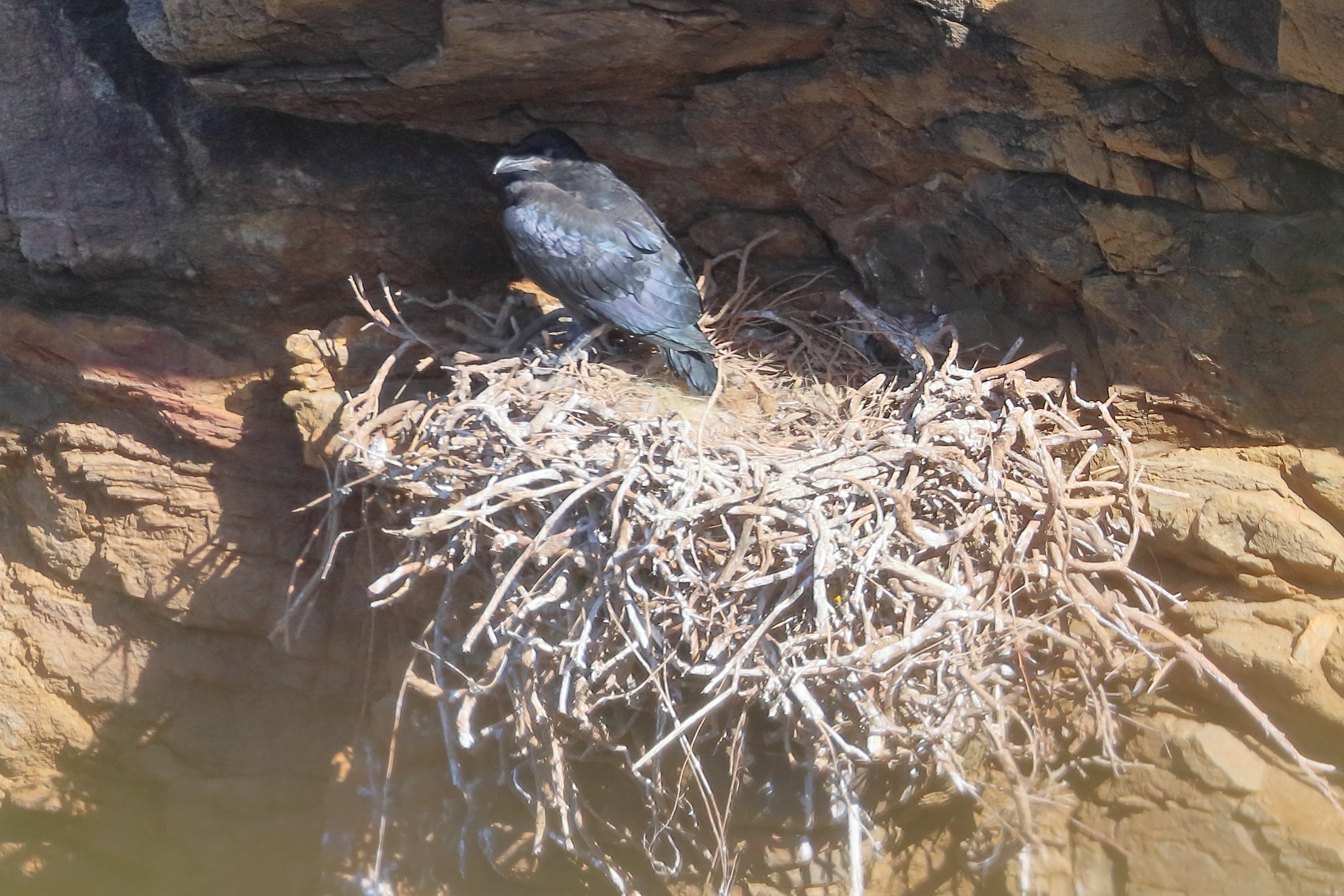 grand_corbeau_-_corvus_corax6bd