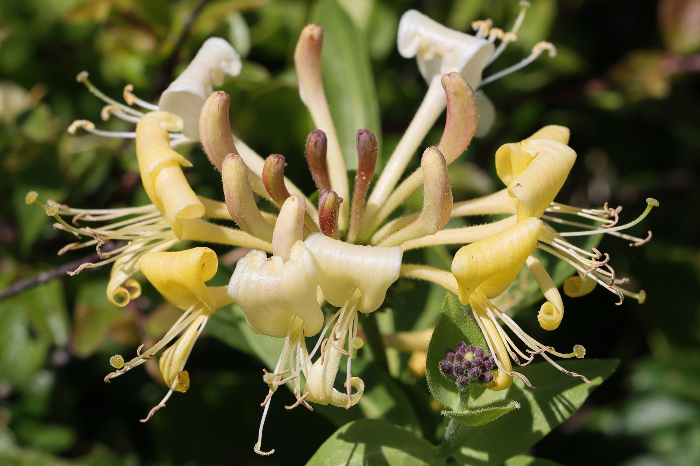 lonicera_periclymenum6md