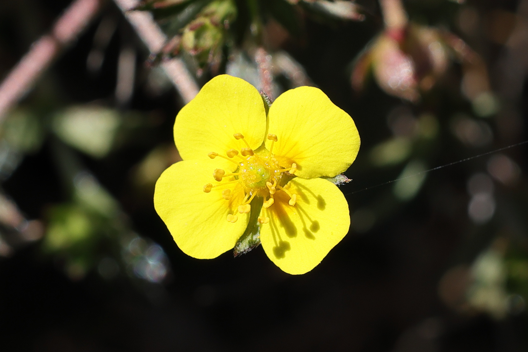 potentilla_erecta3md