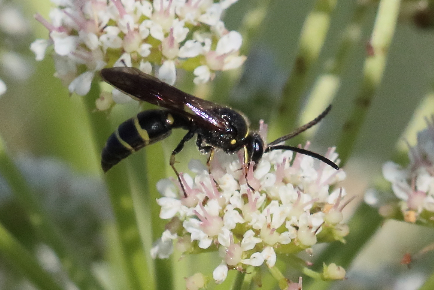 argogorytes_mystaceus2bd