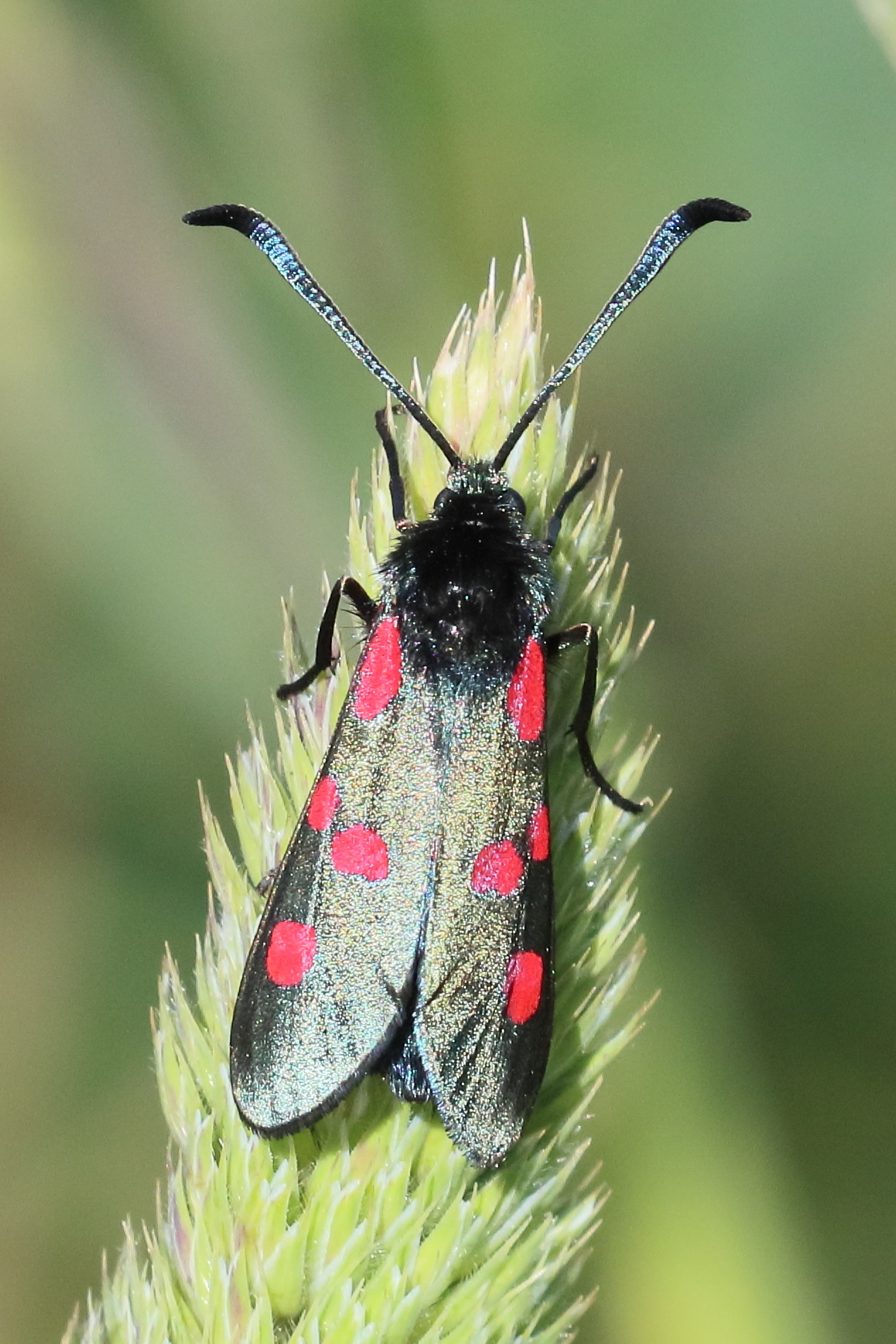 zygaena_trifolii10bd
