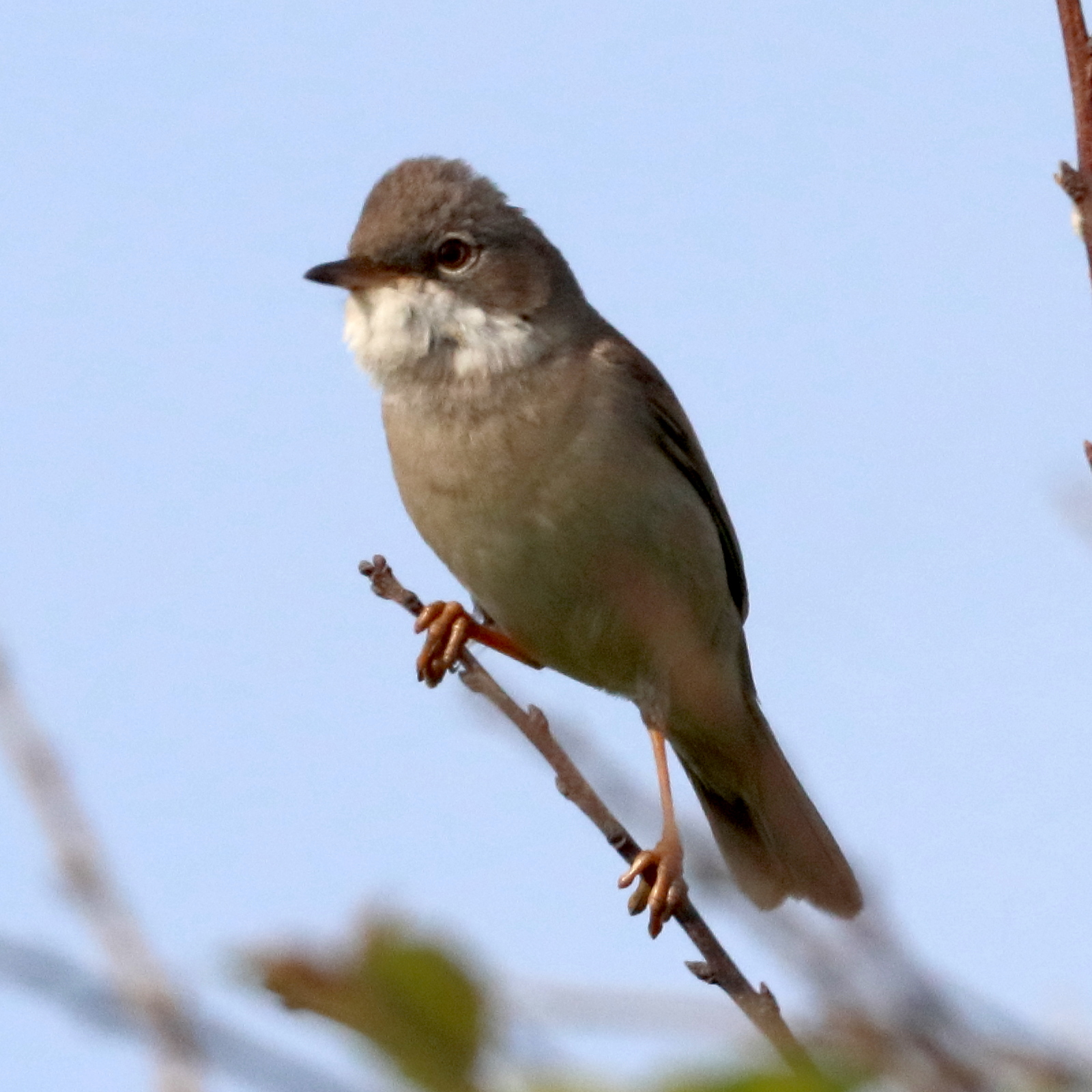 fauvette_grisette_-_curruca_communis5bd