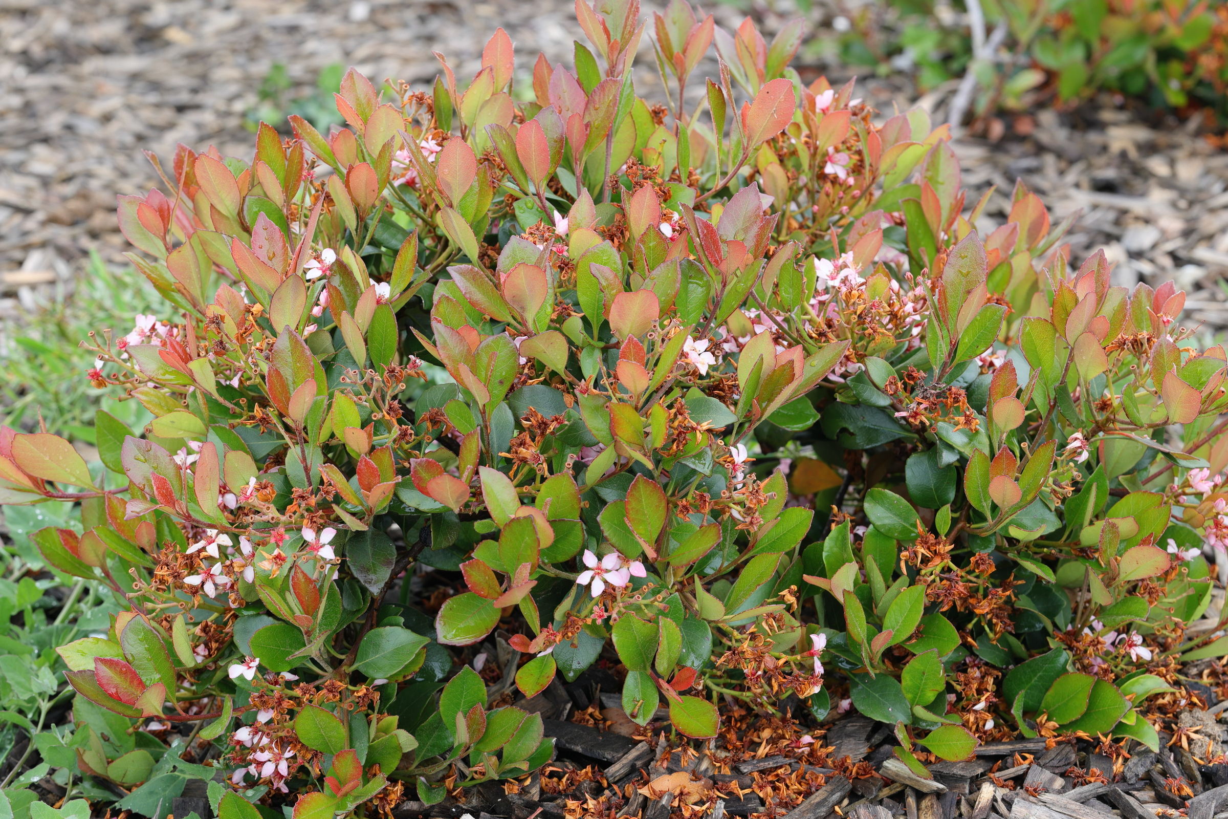 raphiolepis_indica3md