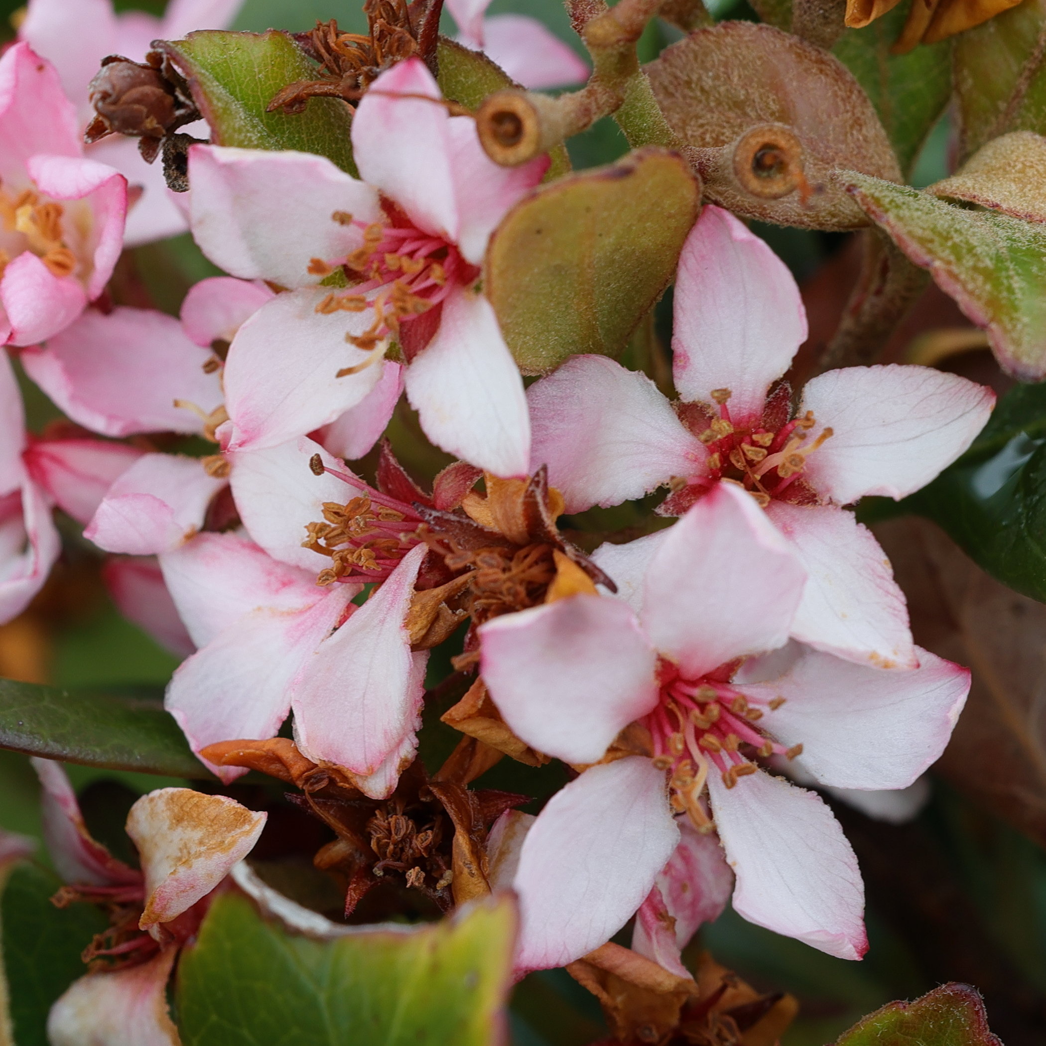 raphiolepis_indica4md