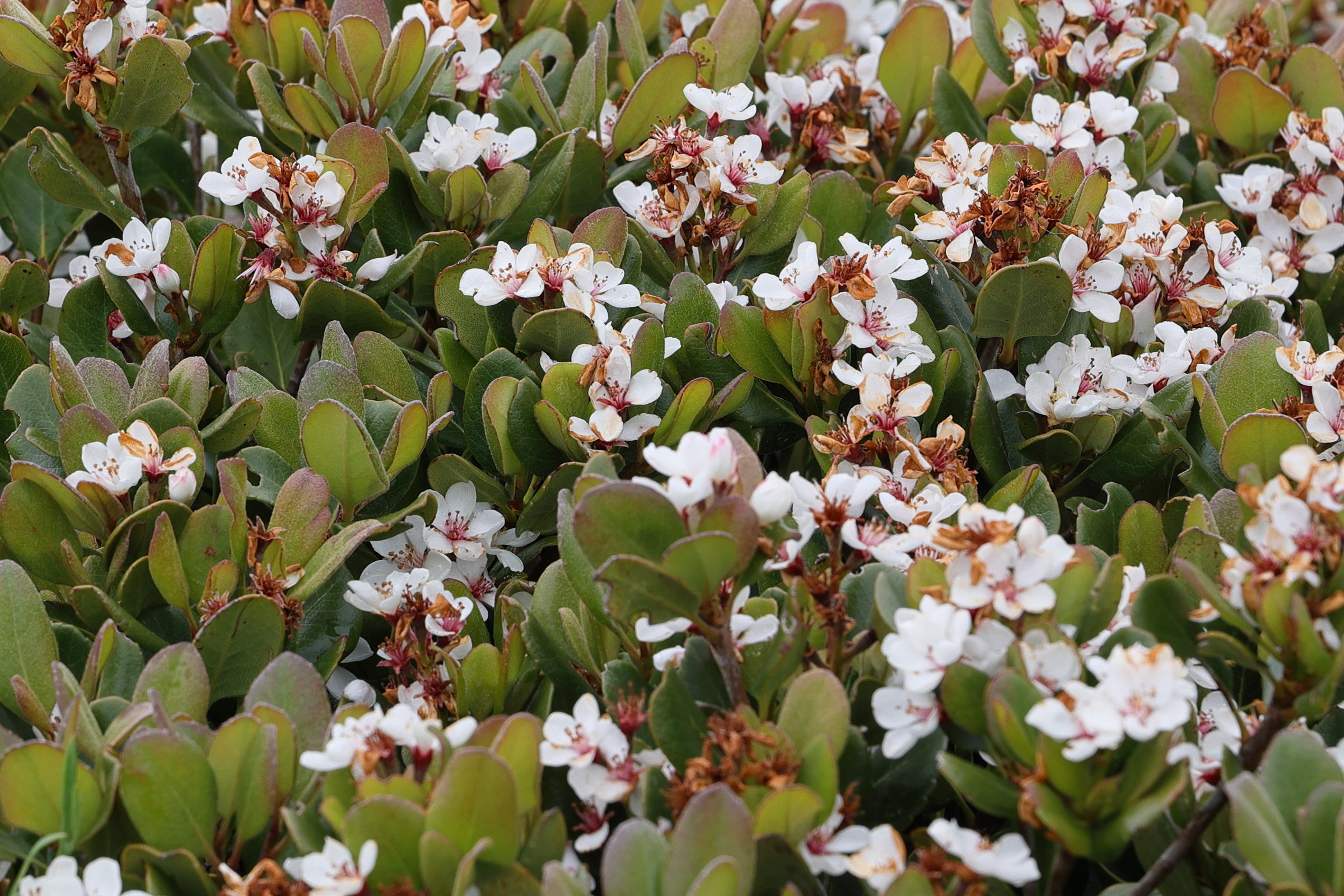 raphiolepis_indica5md