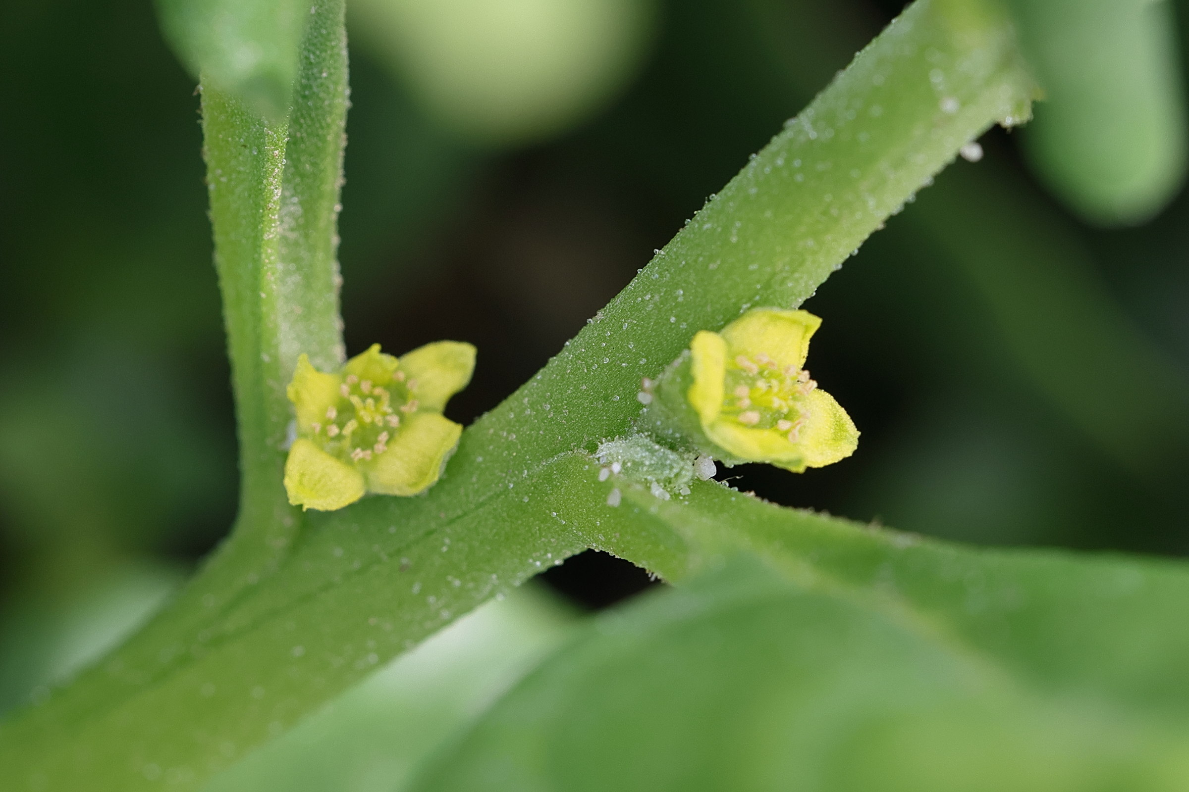 Afficher le média tetragonia_tetragonoides2md tetragonia_tetragonoides2md