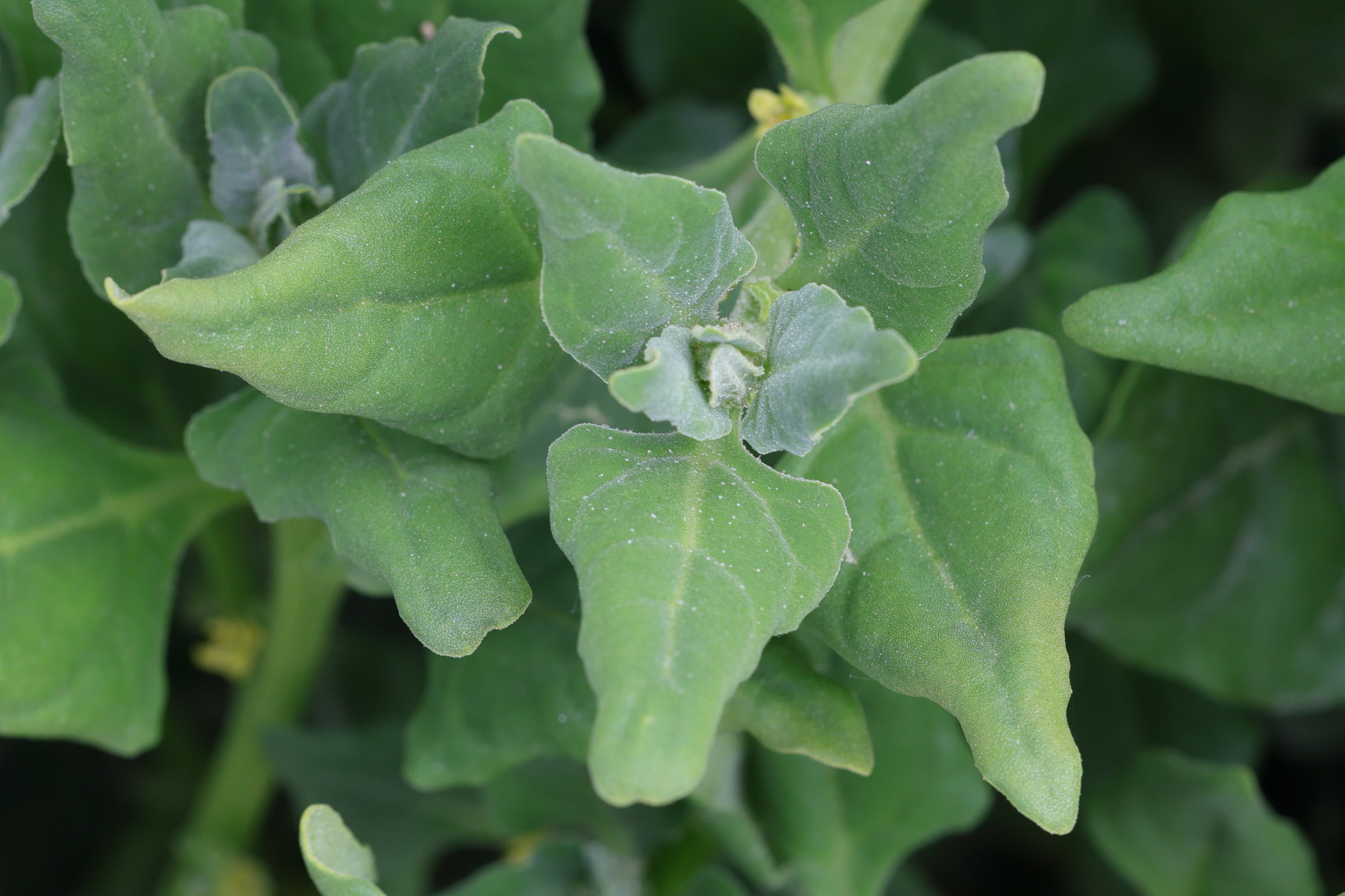 Afficher le média tetragonia_tetragonoides3md tetragonia_tetragonoides3md