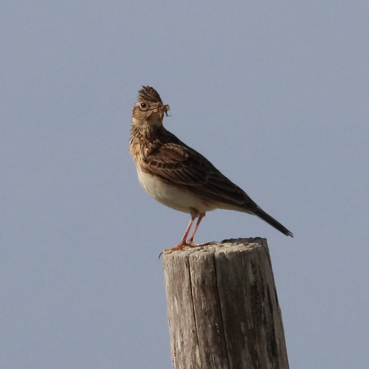 alouette_des_champs_-_alauda_arvensis6bd