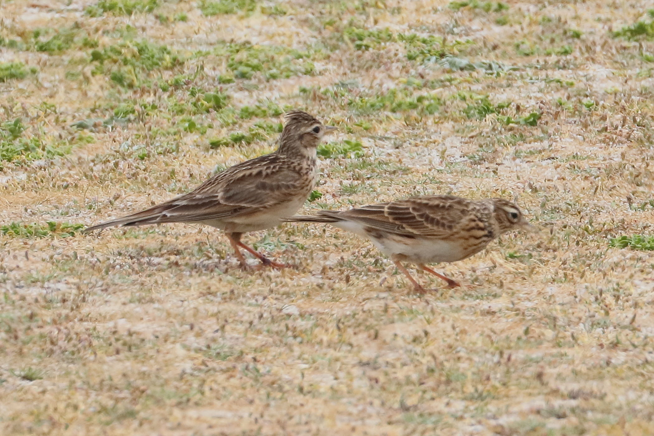 alouette_des_champs_-_alauda_arvensis7bd