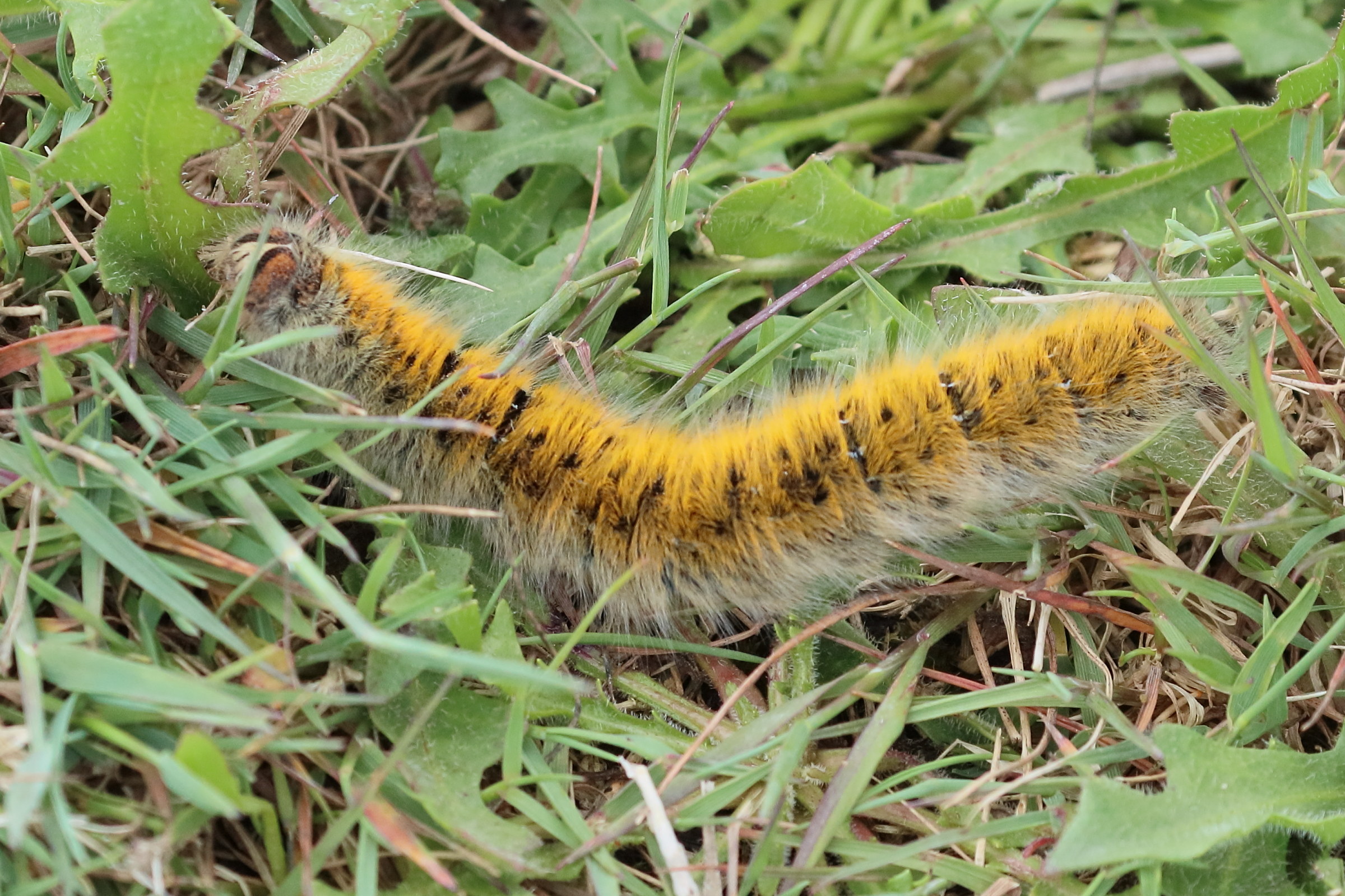 Afficher le média lasiocampa_trifolii_ch2bd lasiocampa_trifolii_ch2bd