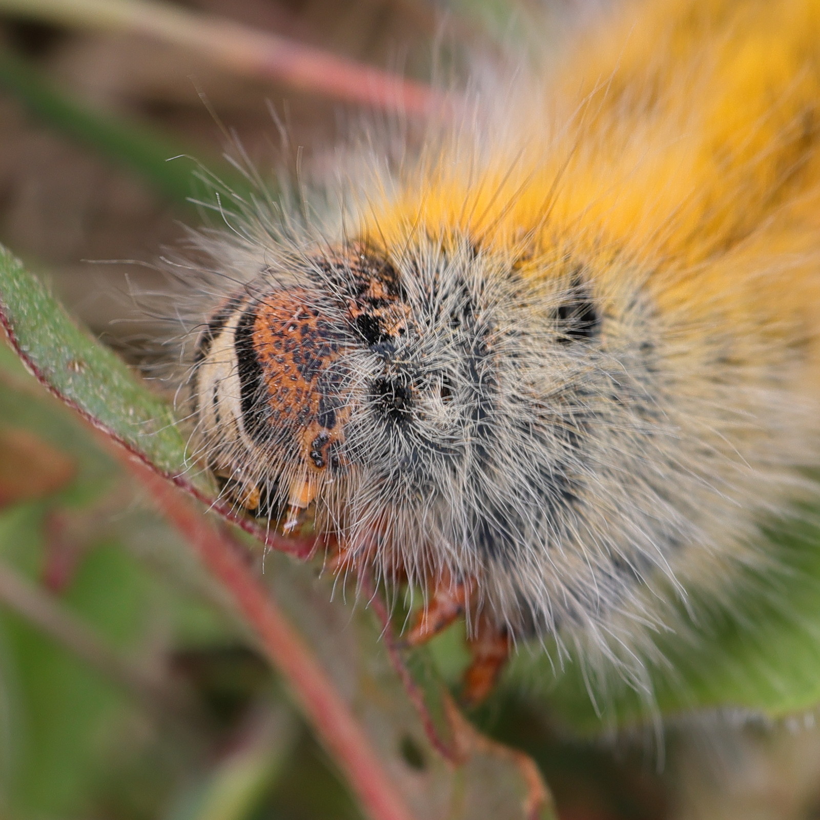 Afficher le média lasiocampa_trifolii_ch3md lasiocampa_trifolii_ch3md