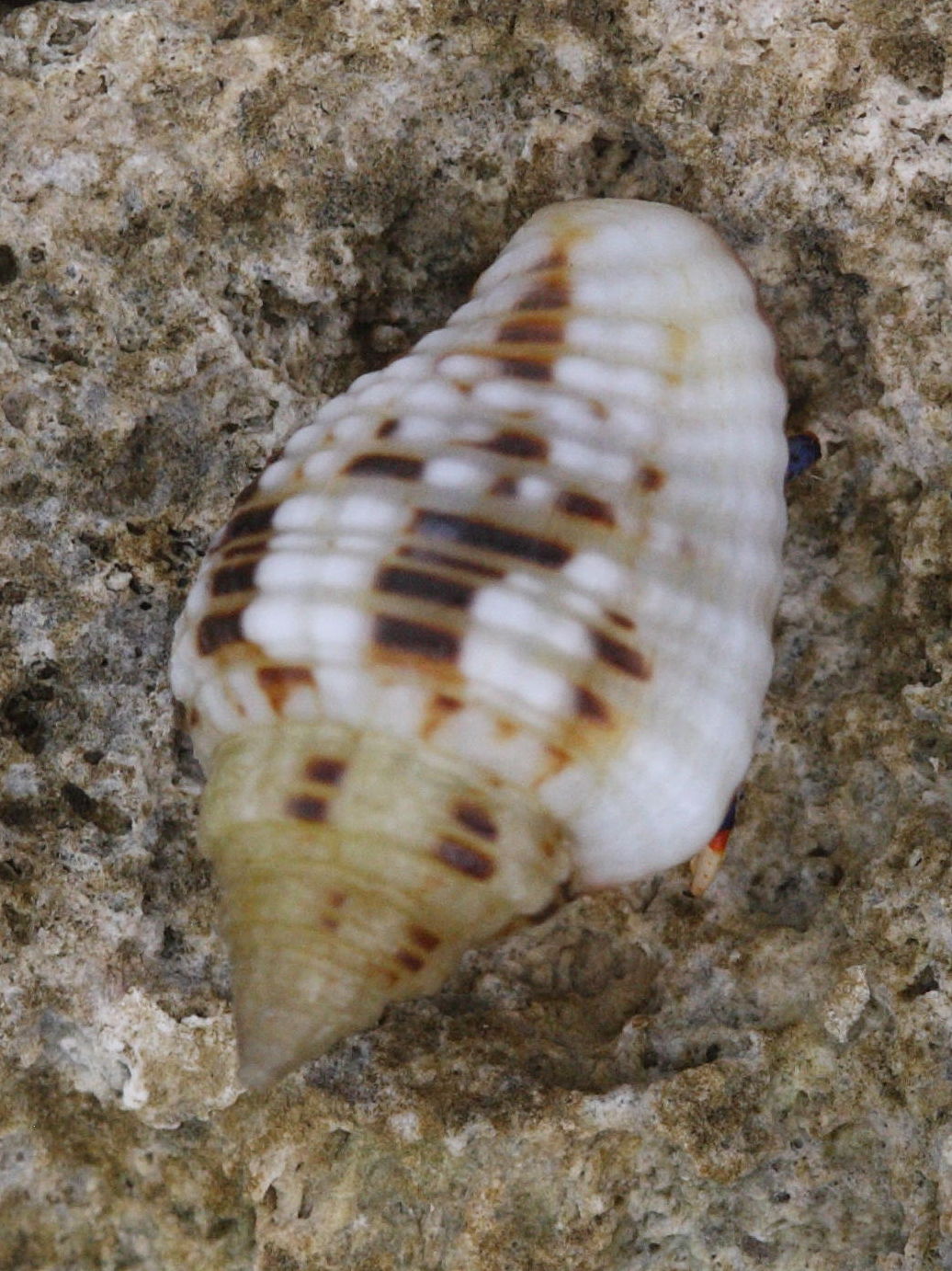 columbella_mercatoria1md