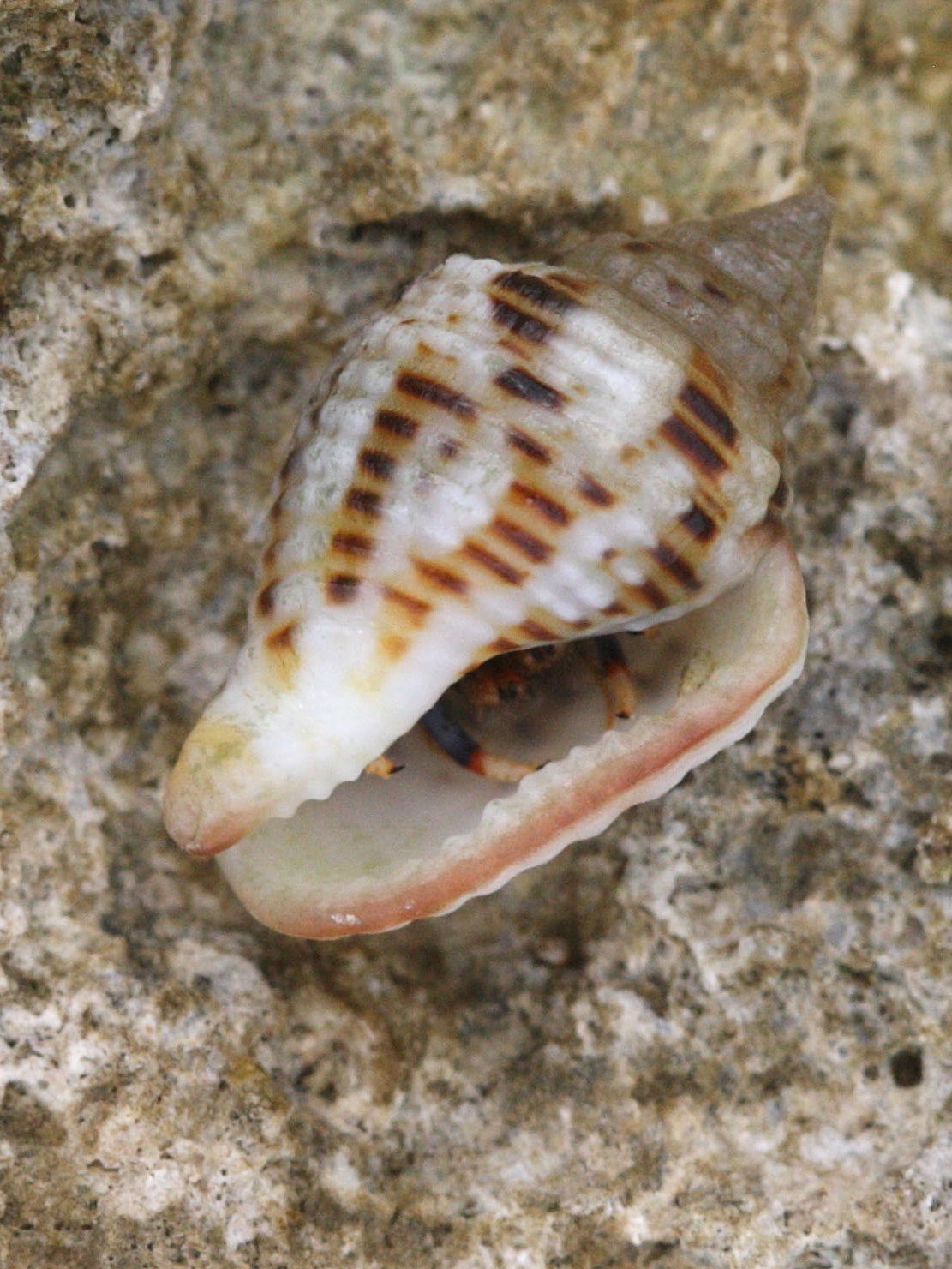 columbella_mercatoria2md