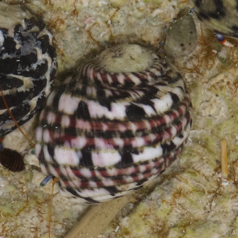 nerita_versicolor2md