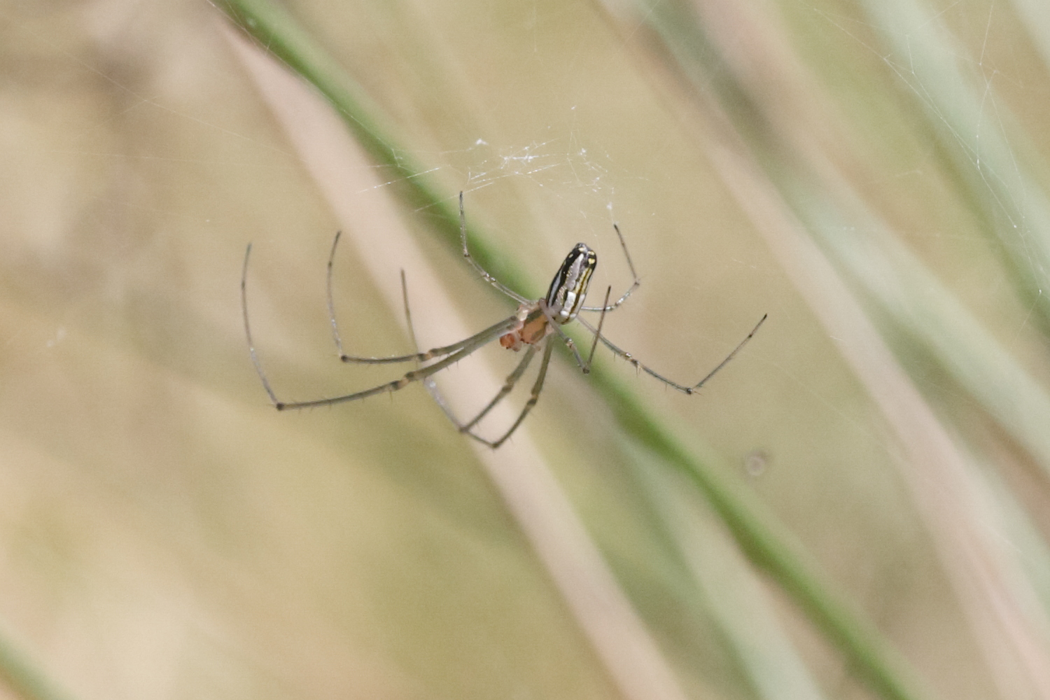 leucauge_argyra3md