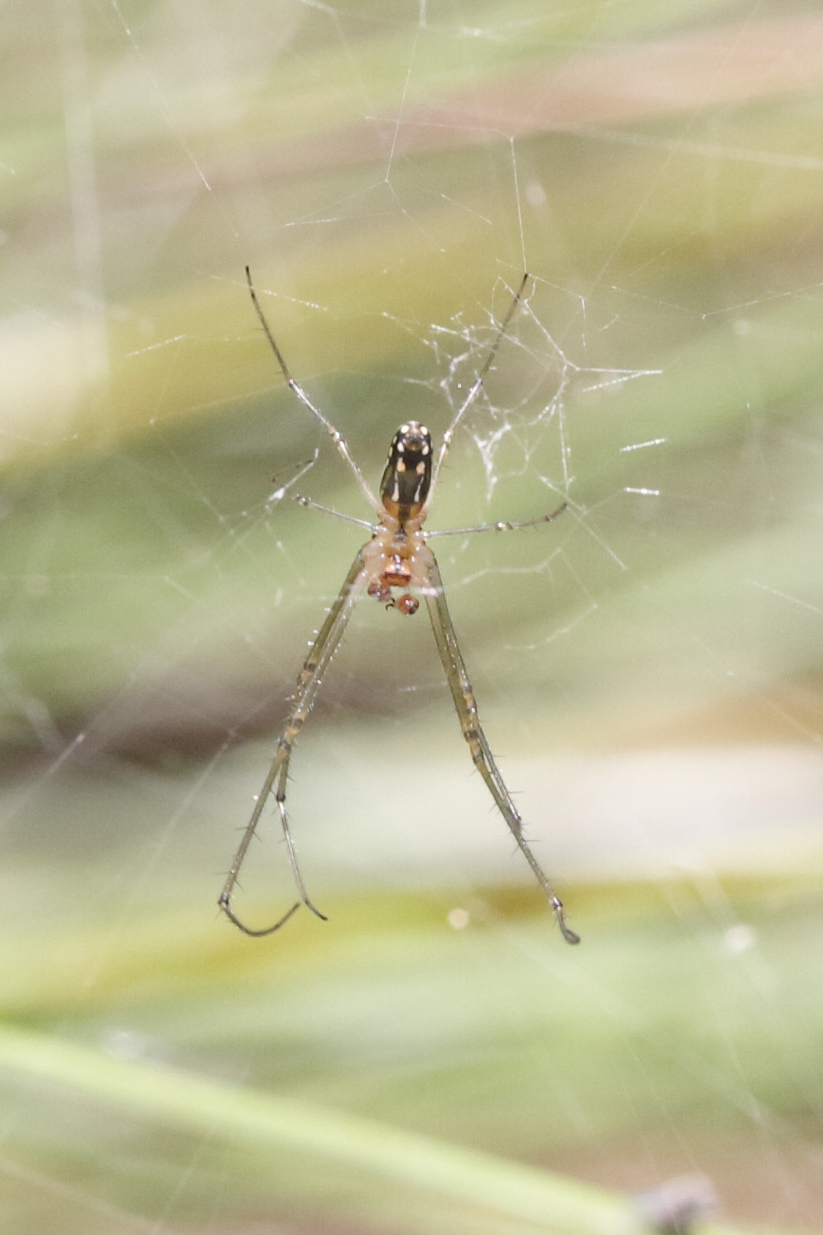 leucauge_argyra4md