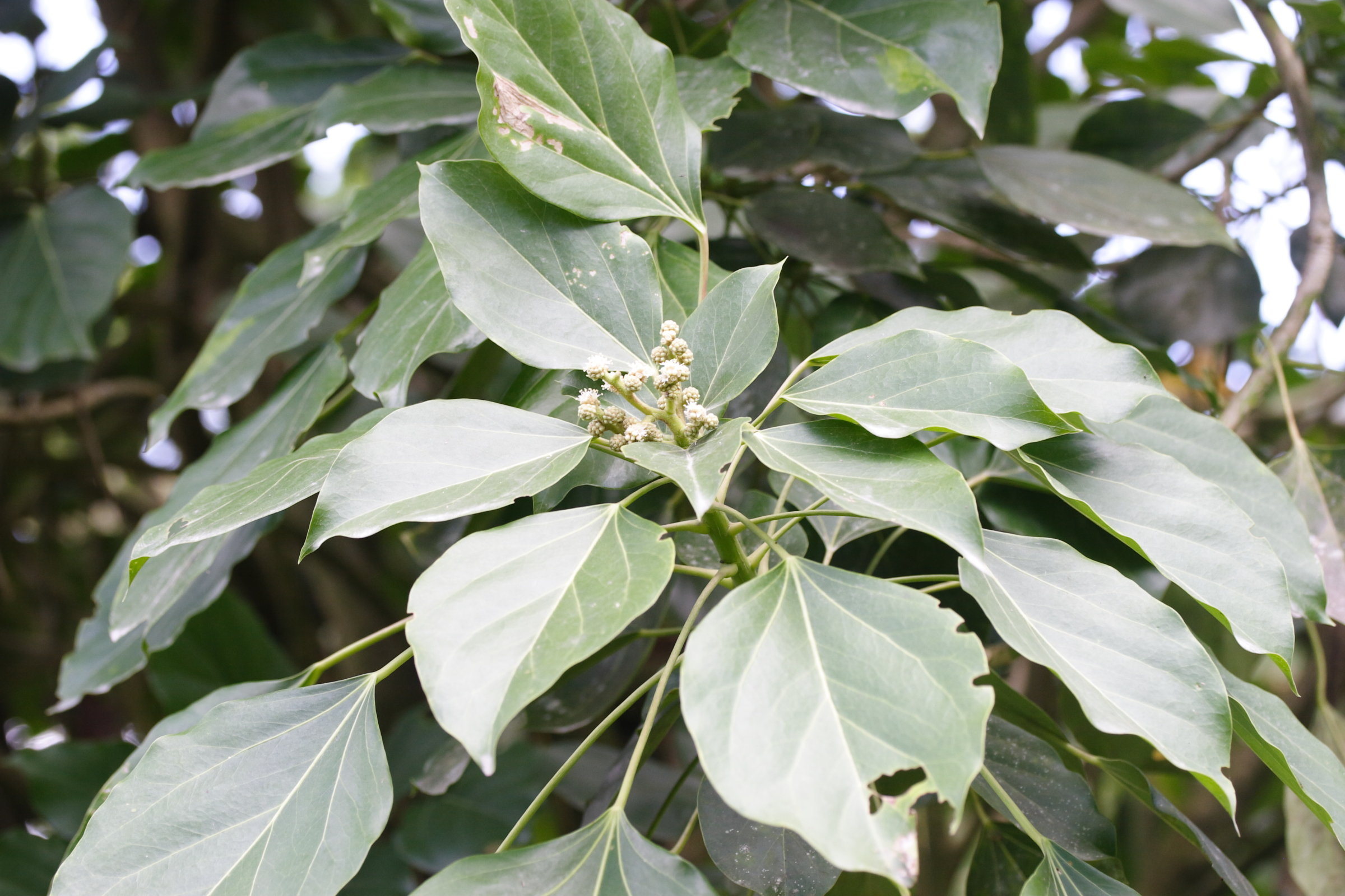 oreopanax_capitatus1md