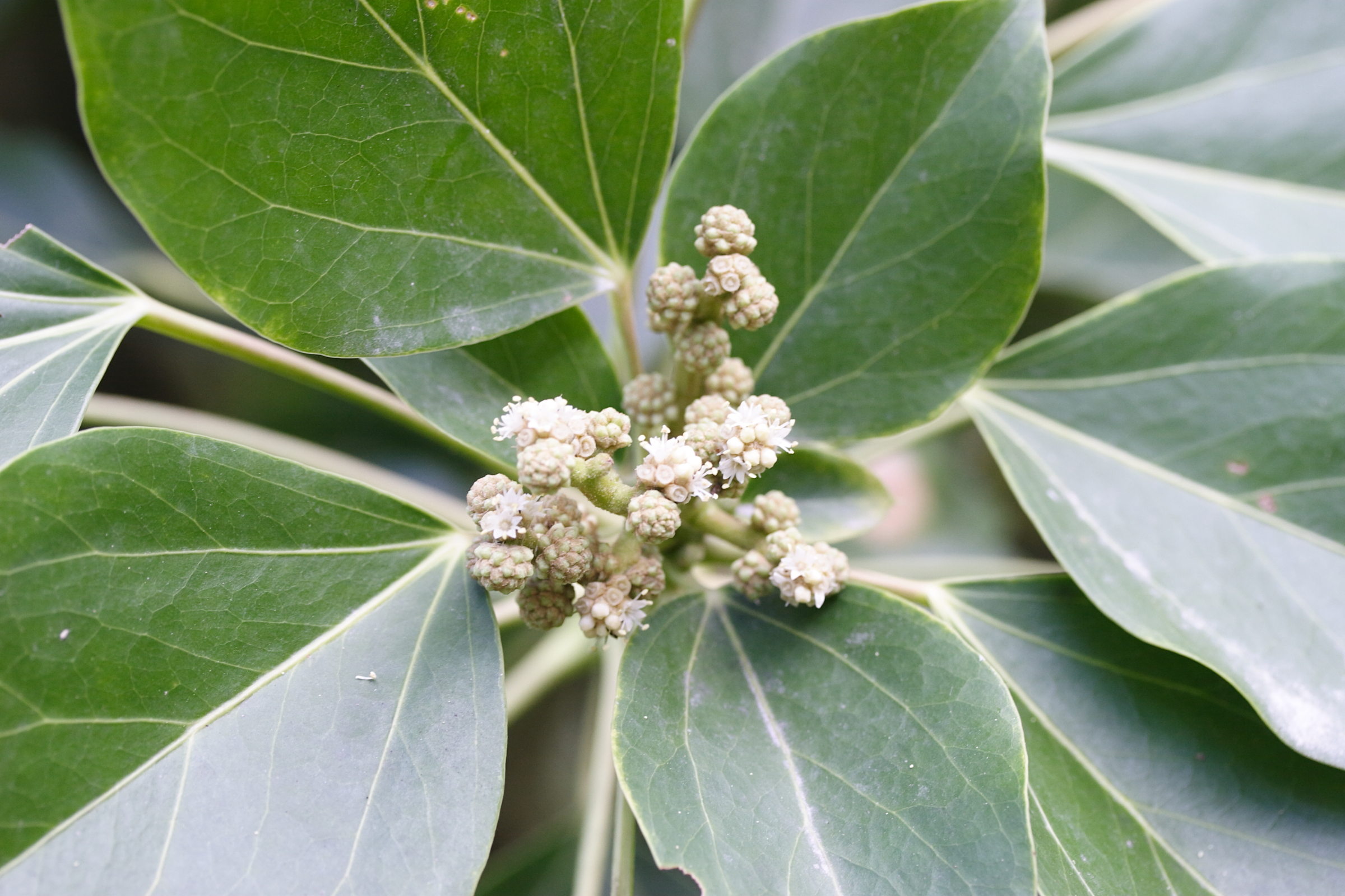 oreopanax_capitatus2mdjpg