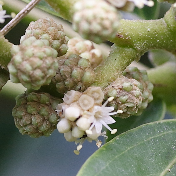 oreopanax_capitatus3md